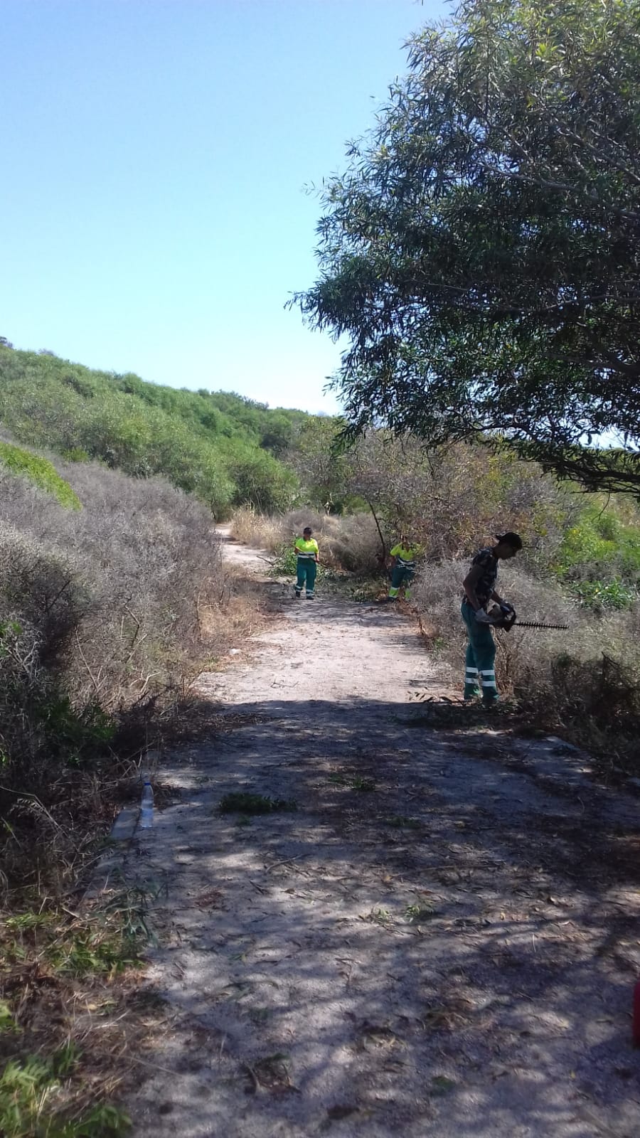 Parques y Jardines acomete trabajos de desbroce, revisión de los sistemas de riego y acondicionamiento en colegios