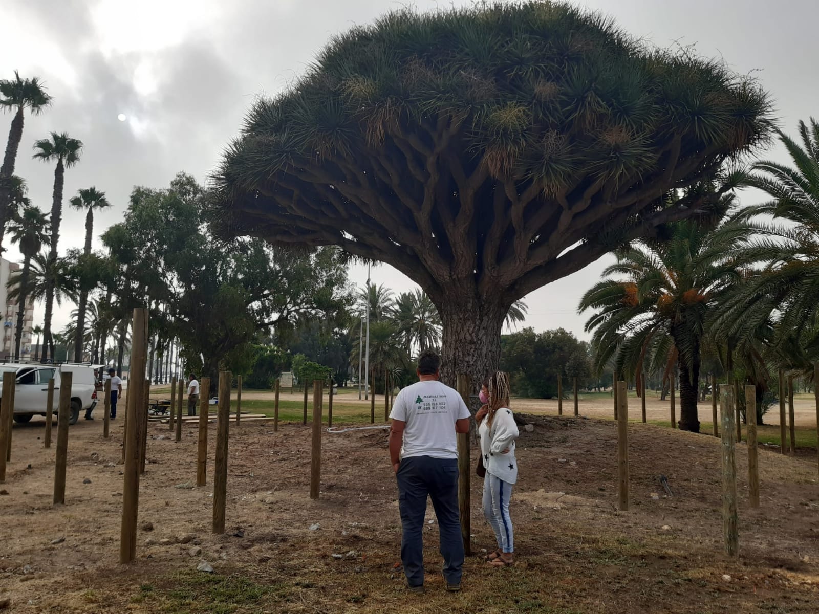 Iniciada la construcción de una pasarela circular alrededor del drago centenario
