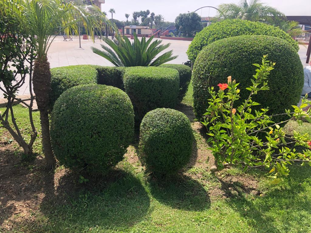 Parques y Jardines realiza trabajos de mantenimiento  por zonas verdes de toda la ciudad