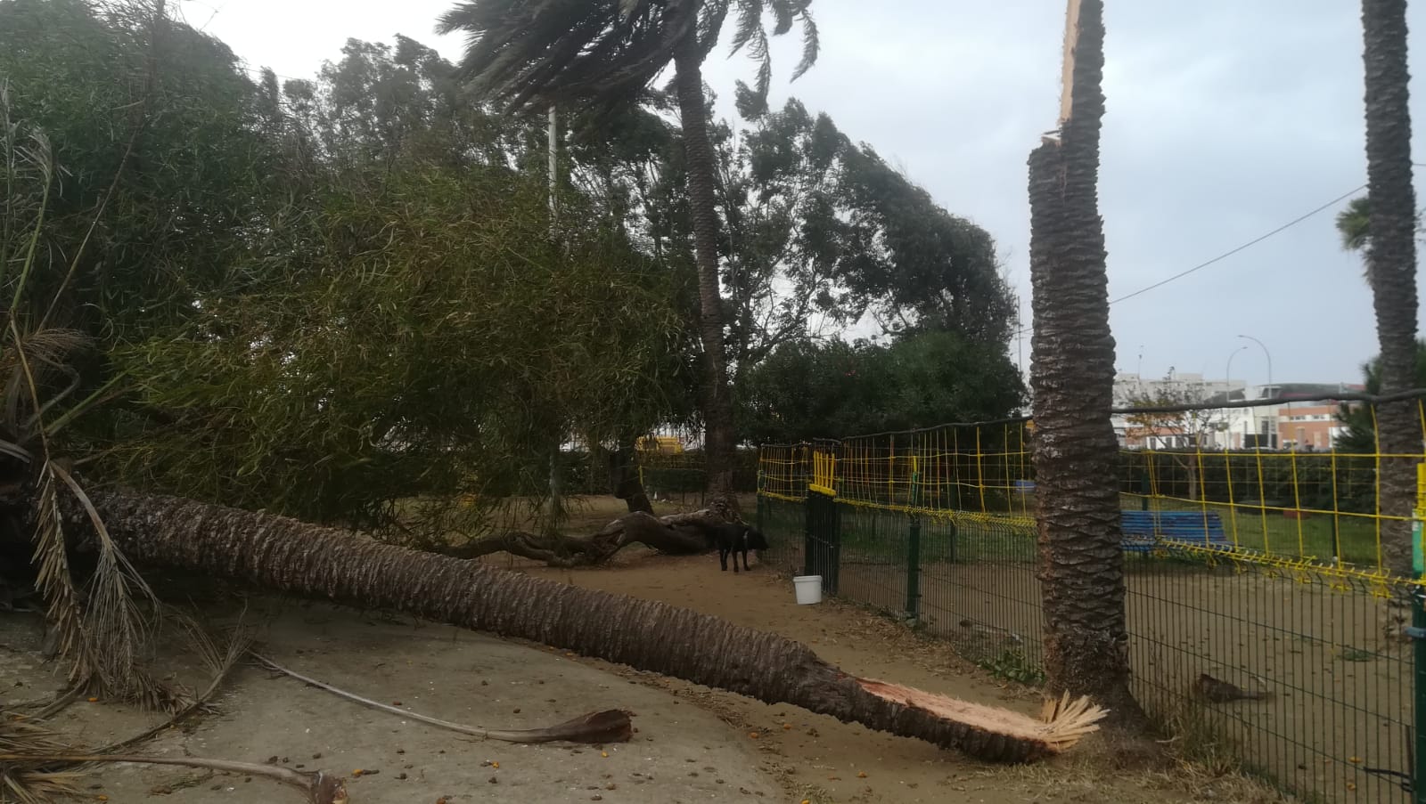 El fuerte temporal de levante provoca caídas de árboles y ramas y algunos desprendimientos de cornisas en varios puntos de la ciudad
