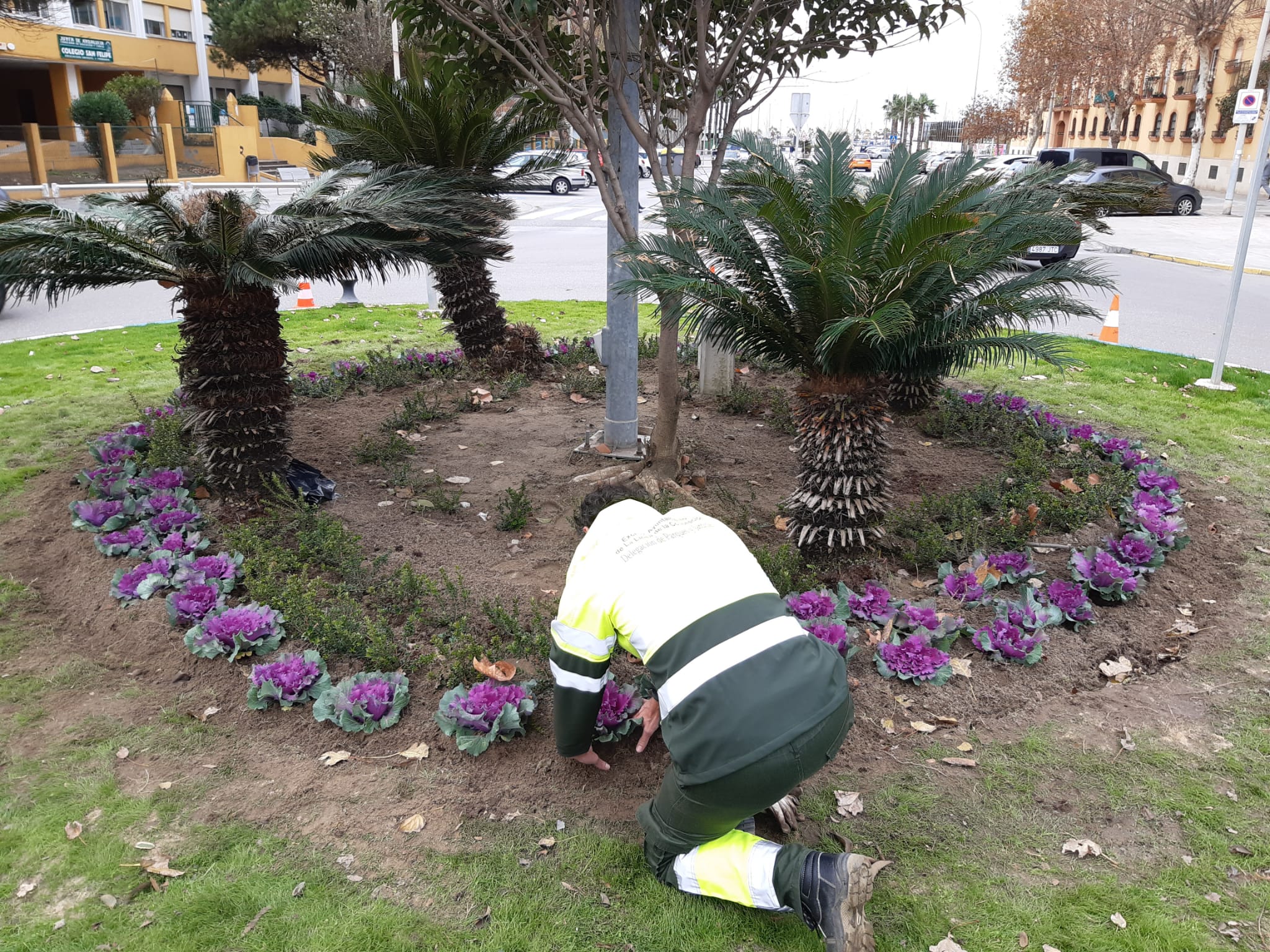 Parques y Jardines ha sembrado 3000 plantas de distintas especies por varias zonas de la ciudad