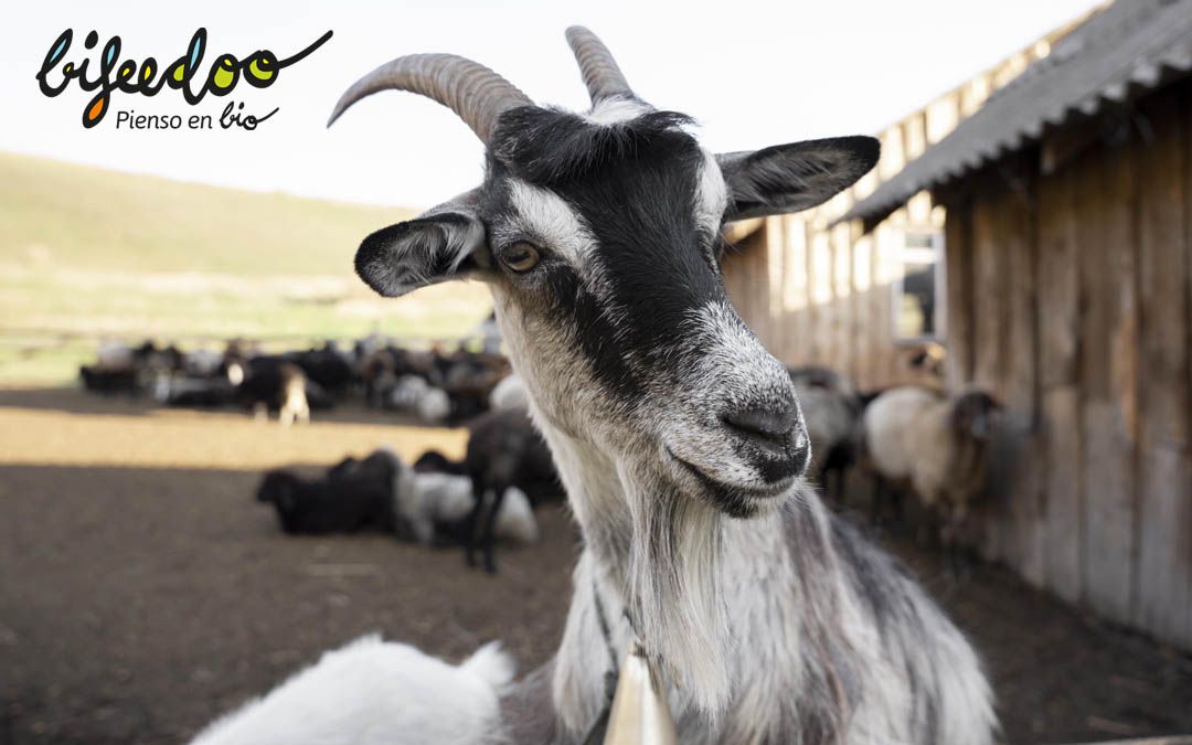 La cabra, un animal muy versátil y resistente, según Bifeedoo