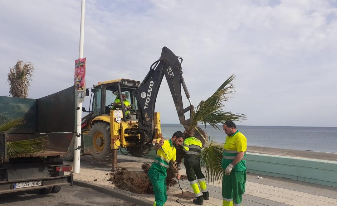 Parques y Jardines iniciará la semana próxima la plantación de árboles por varias zonas de la ciudad dependientes del Plan de Arbolado de este año