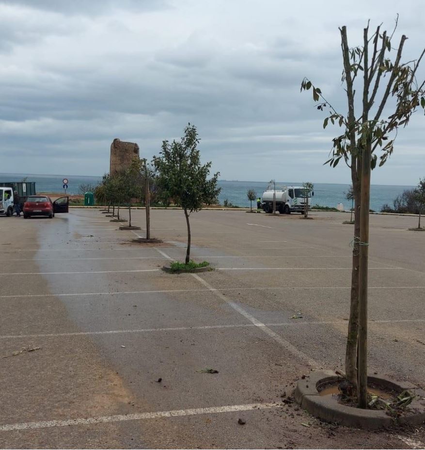 Parques y Jardines finaliza el Plan de Arbolado de este año con la plantación de 34 lagunarias en el Camino de la Torre