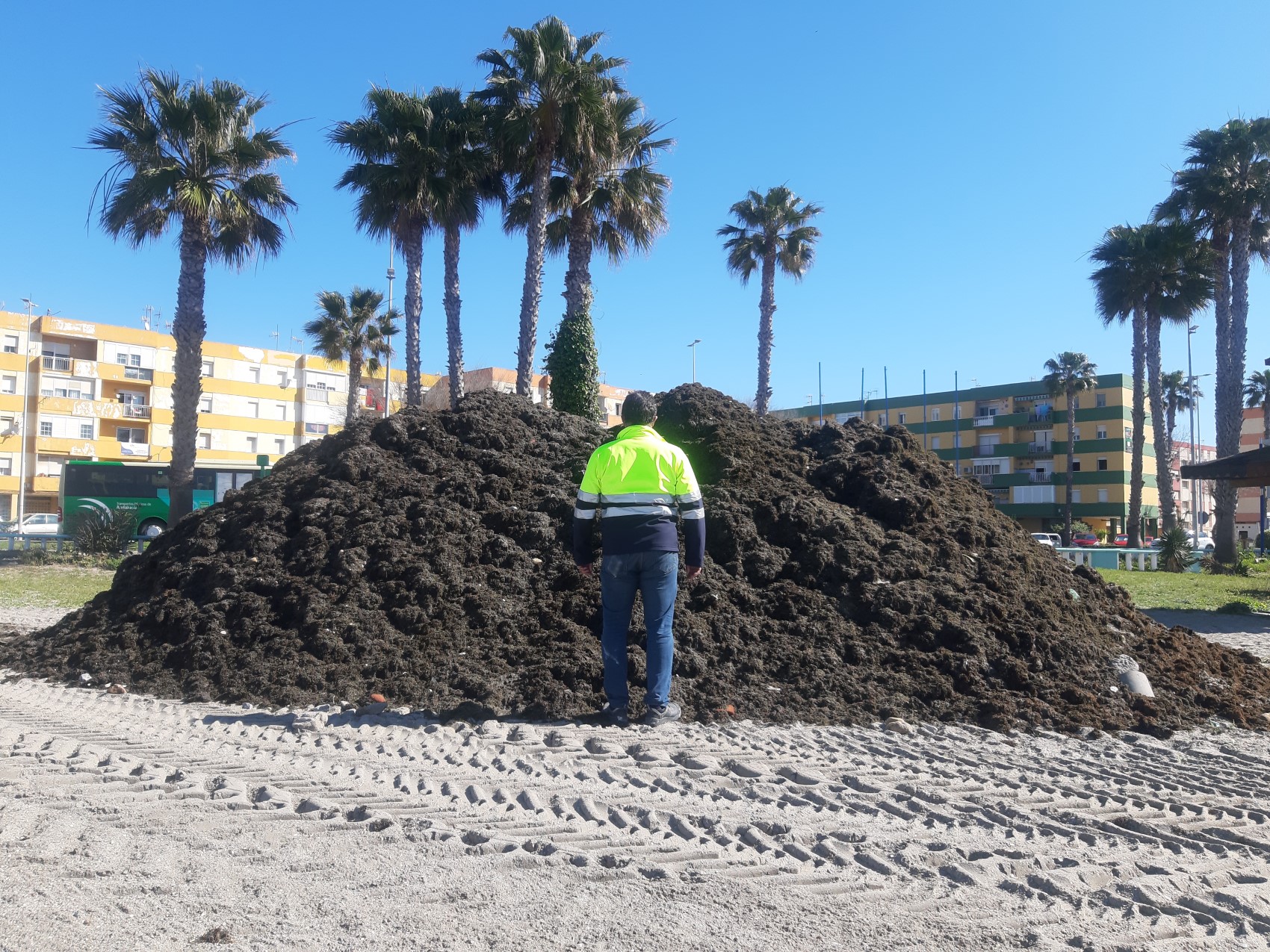 Playas ha retirado 75.000 kilos de algas acumuladas en el litoral de Poniente