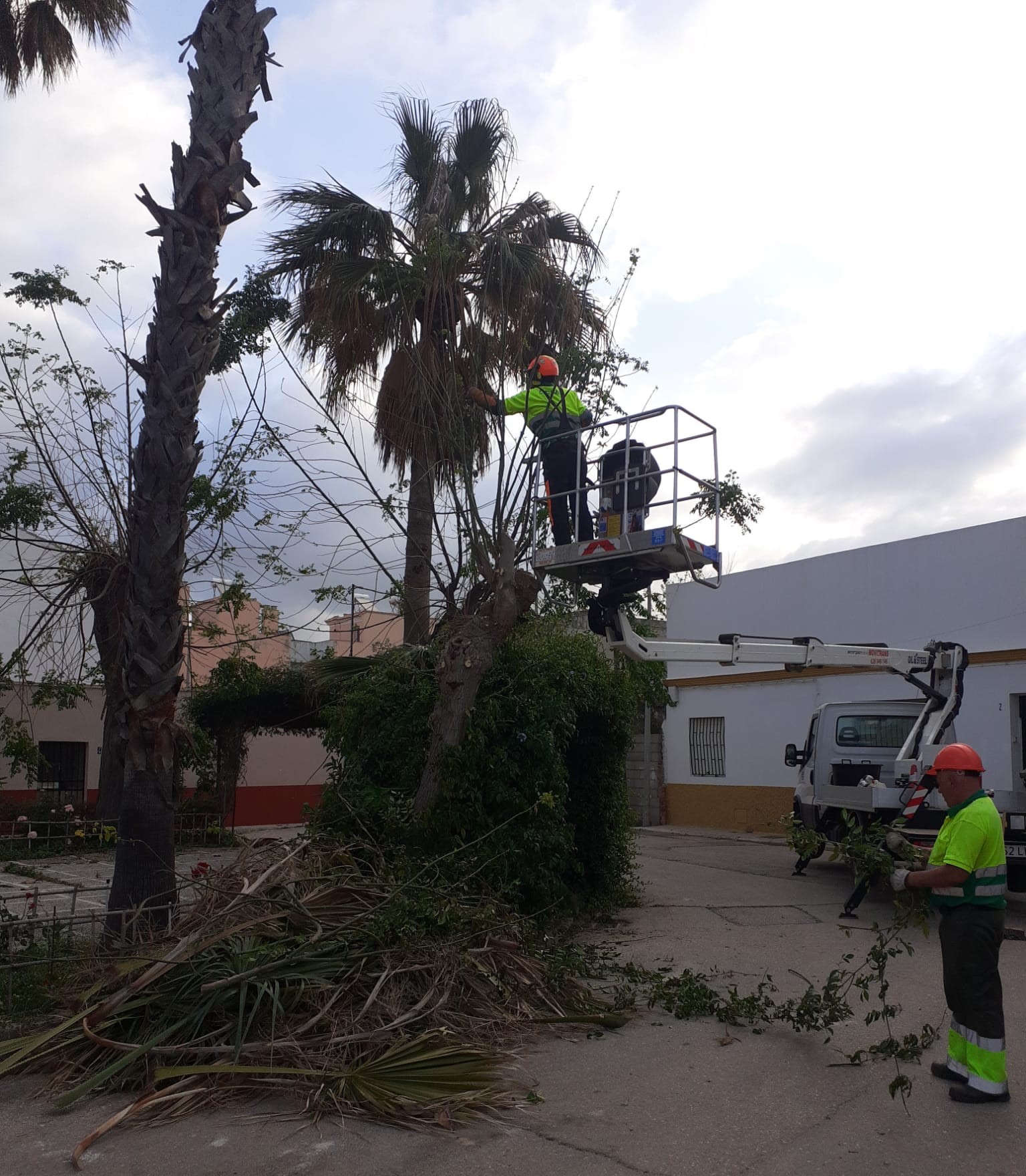 Parques y Jardines  cifra en más de 560.000 kilos los restos de podas trasladados al vertedero tras los trabajos acometidos en distintos puntos de la ciudad