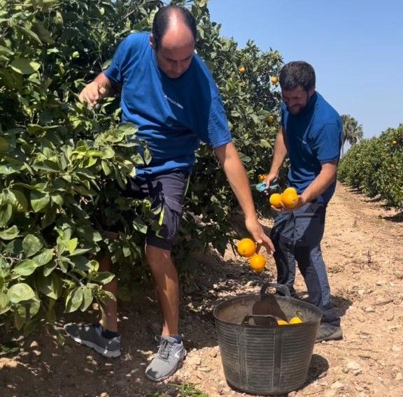 Avanza Fibra regala 50.000 kilos de naranjas entre sus clientes