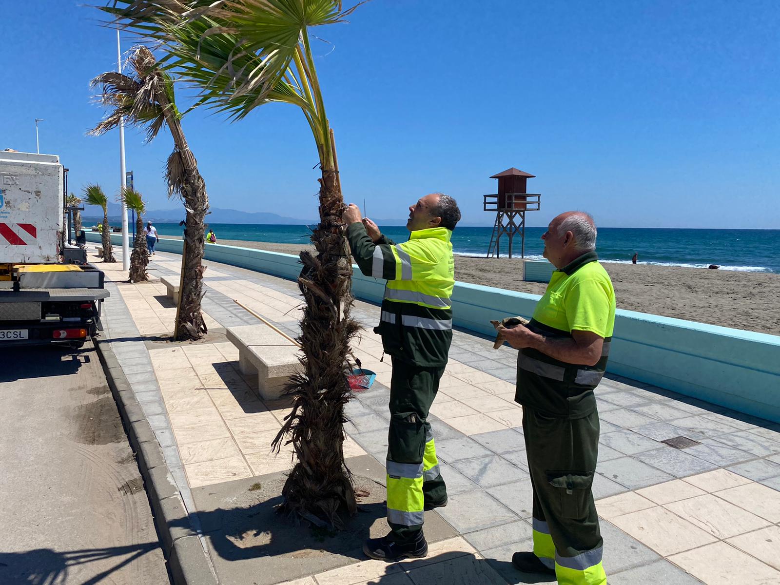 Iniciados los trabajos de poda y reposición de palmeras en el Paseo de Levante