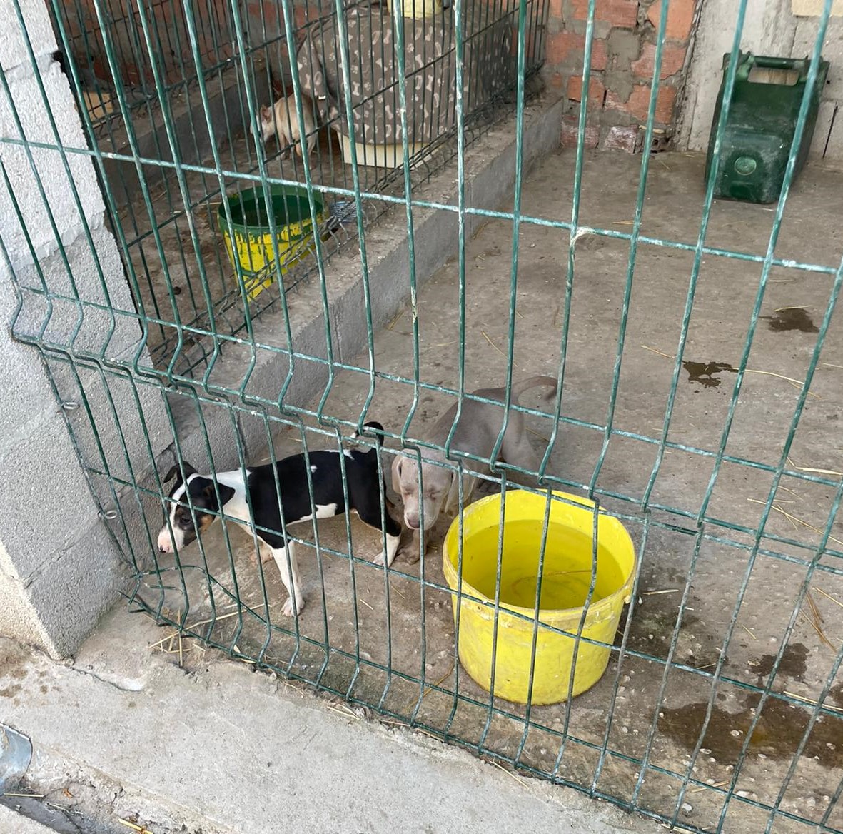 La Policía Local denuncia un criadero ilegal de perros de raza en pleno casco urbano