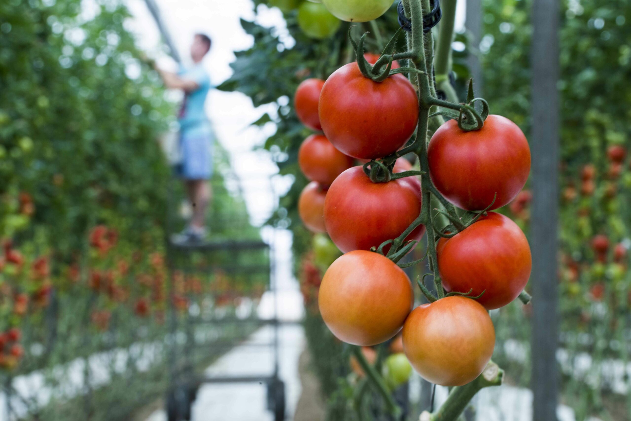 Los invernaderos solares, modelo de producción clave para la soberanía alimentaria de la UE