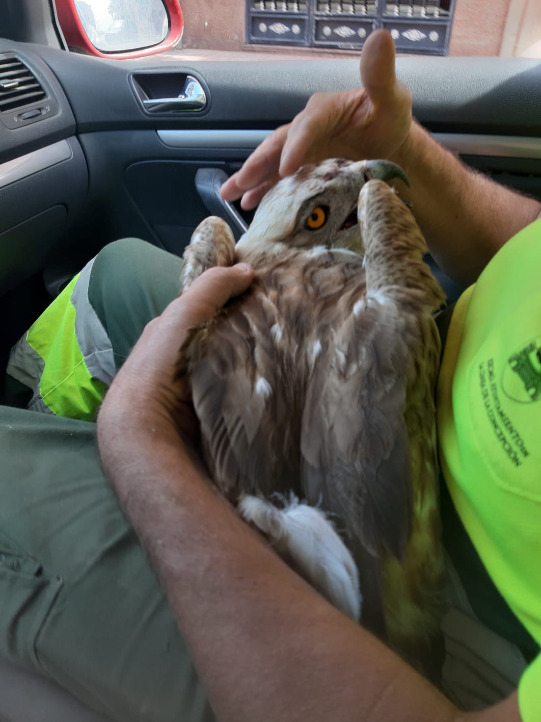 Operarios de Parques y Jardines rescatan a un águila culebrera que estaba siendo atacada por pavanas