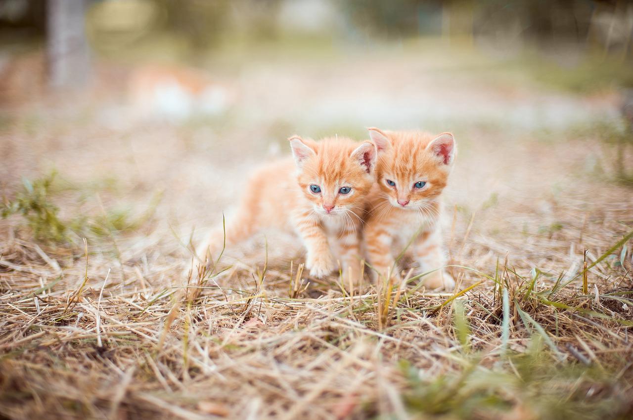 Salud inicia una campaña sobre la tenencia de animales de compañía ante las altas tasas de abandono de mascotas