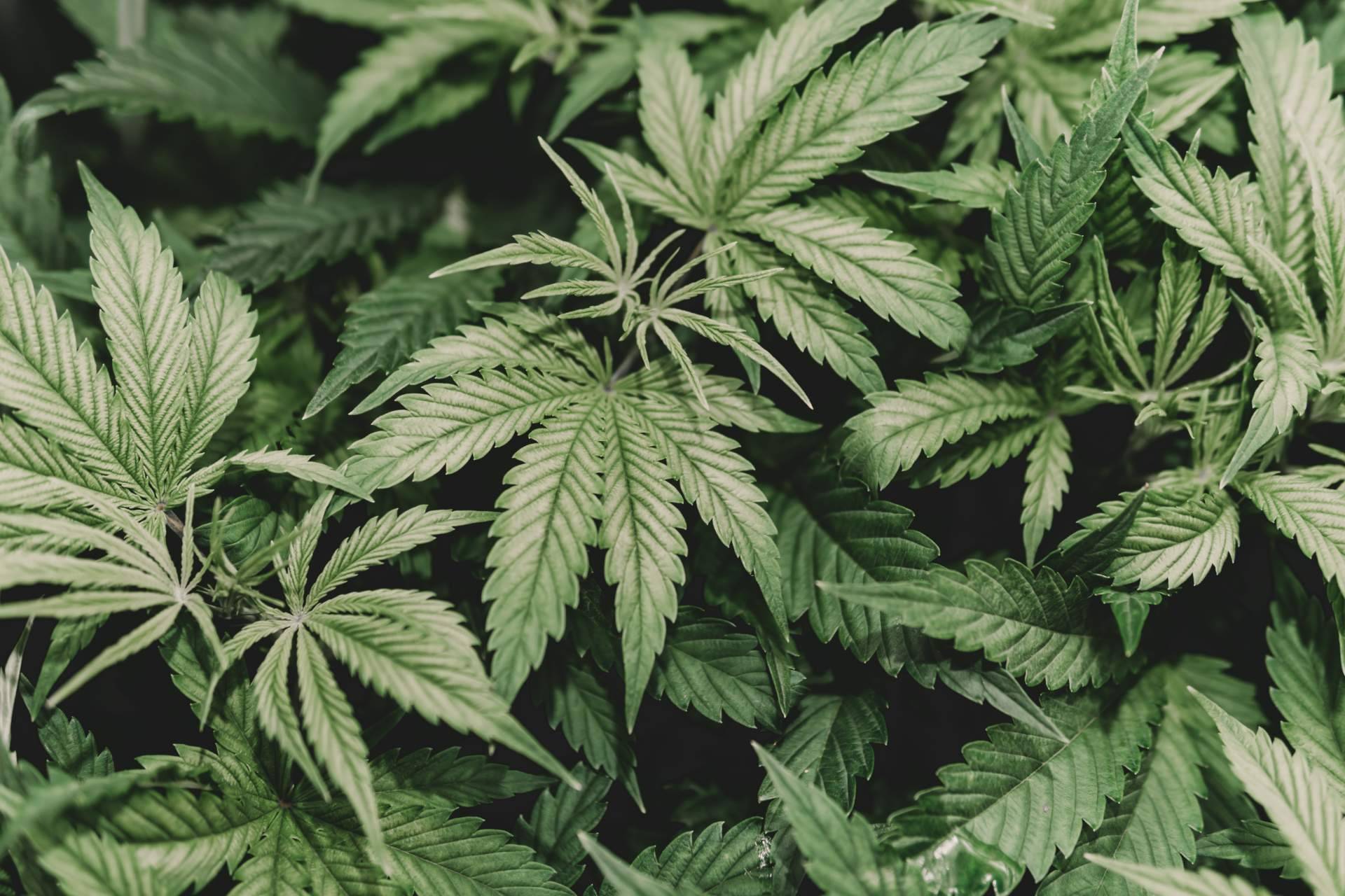 ¿Qué beneficios aporta el cannabis en la salud? Con Canna Rural