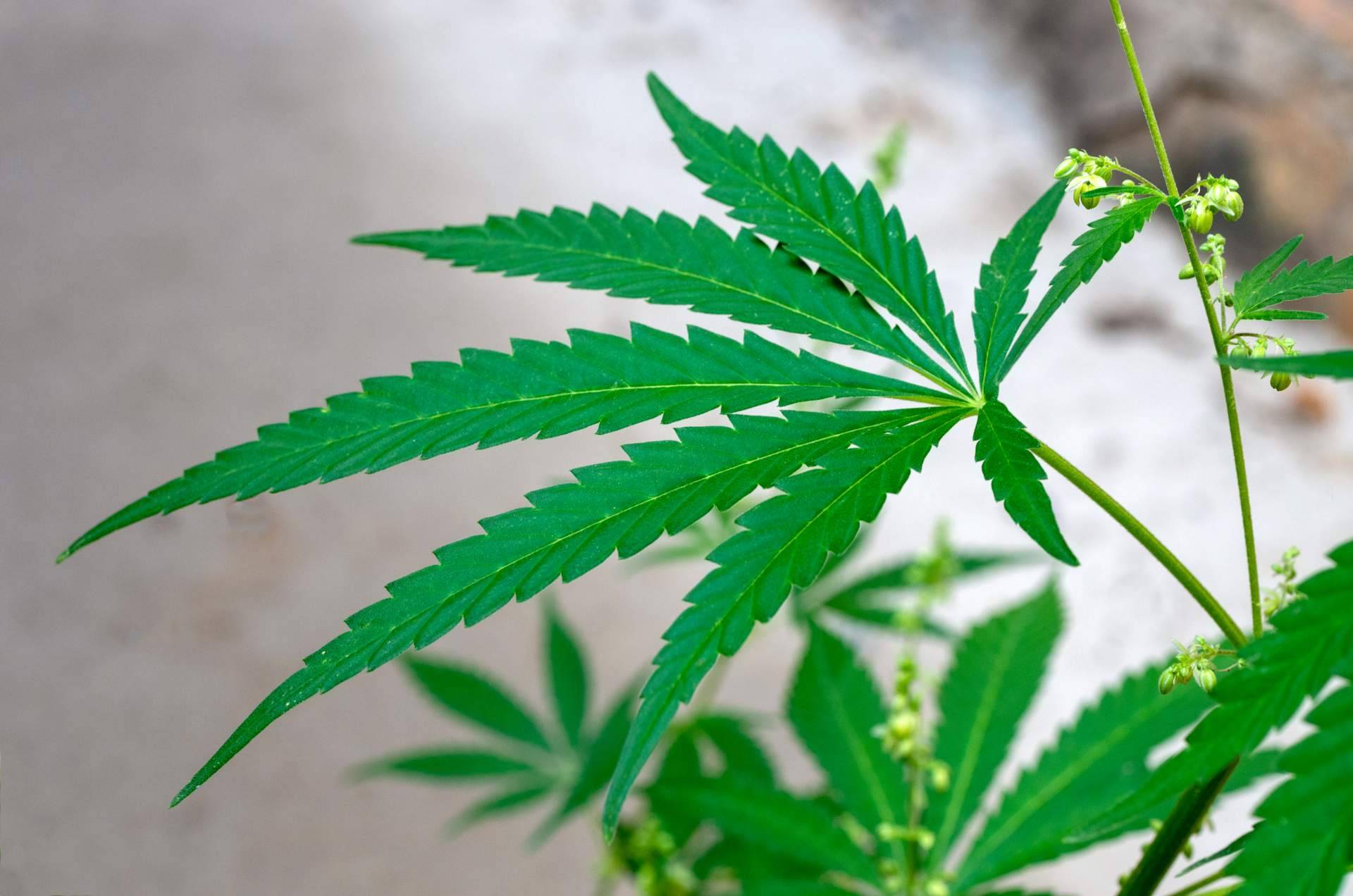 Los beneficios del aceite de semilla de cáñamo y otros productos de Cannaderm