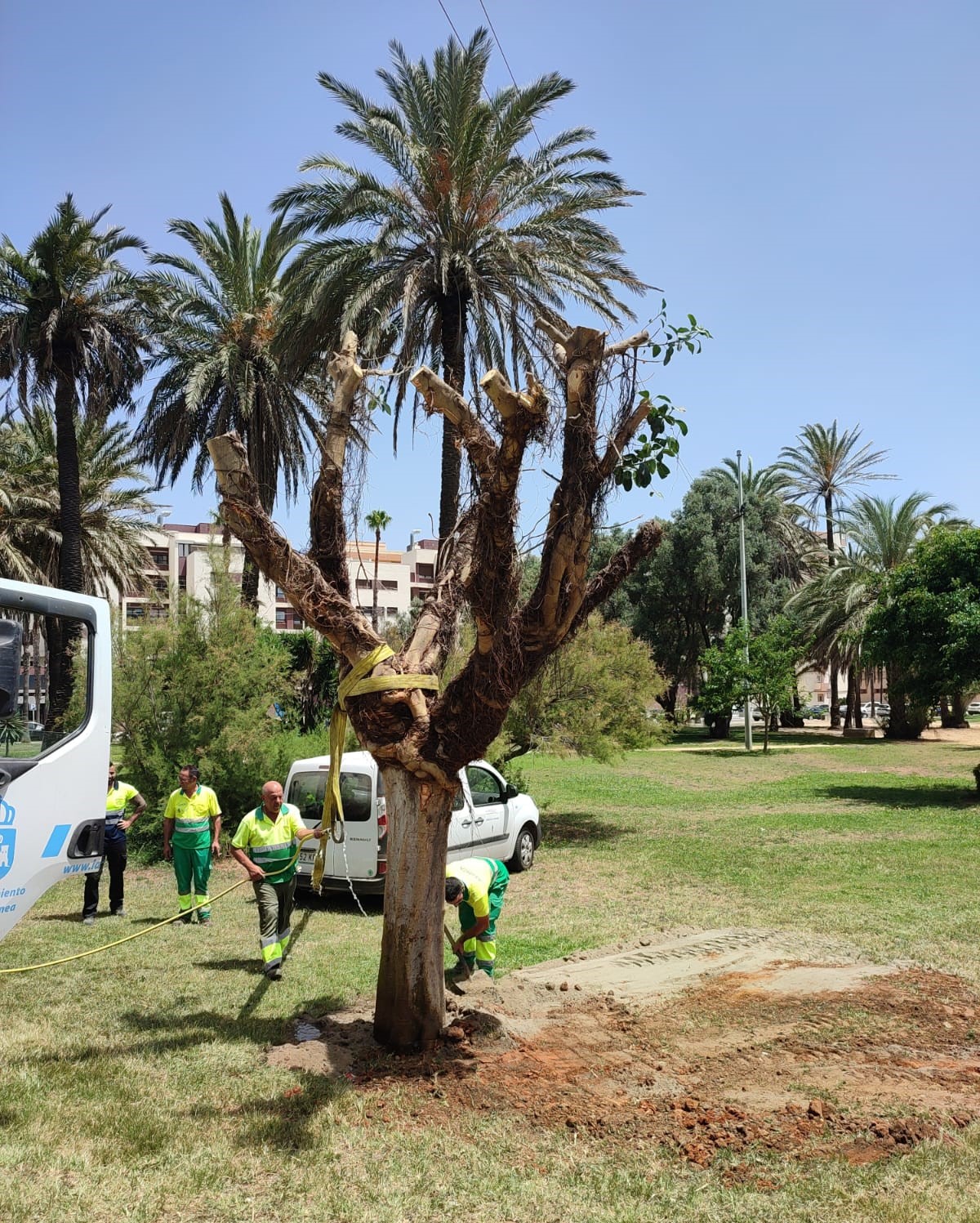 Culminada la siembra de un ficus en el parque Princesa Sofía tras su traslado desde la Plaza Juan Valenzuela para evitar su tala