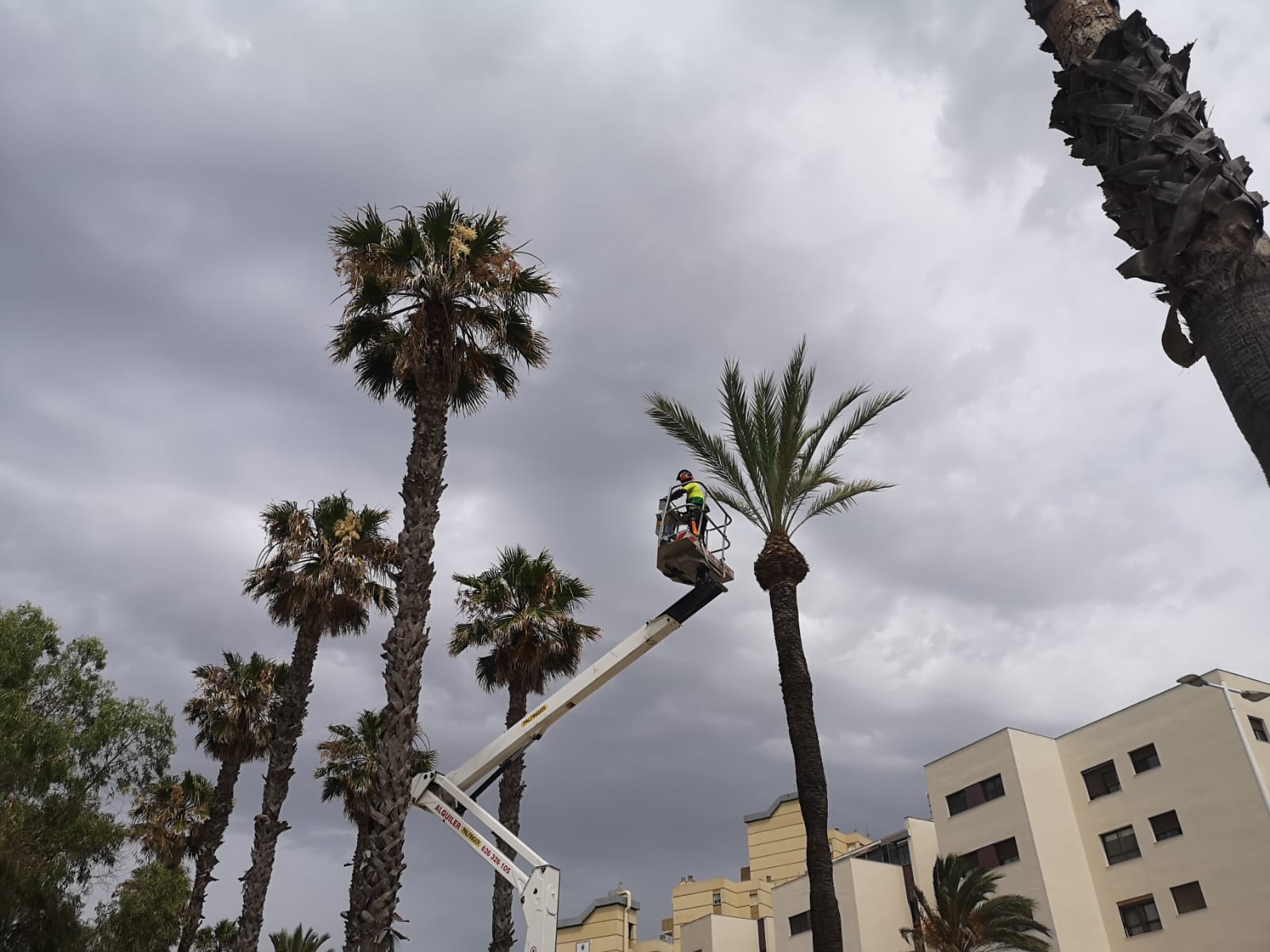 Parques y Jardines activa un dispositivo especial para la Velada y Fiestas 2022