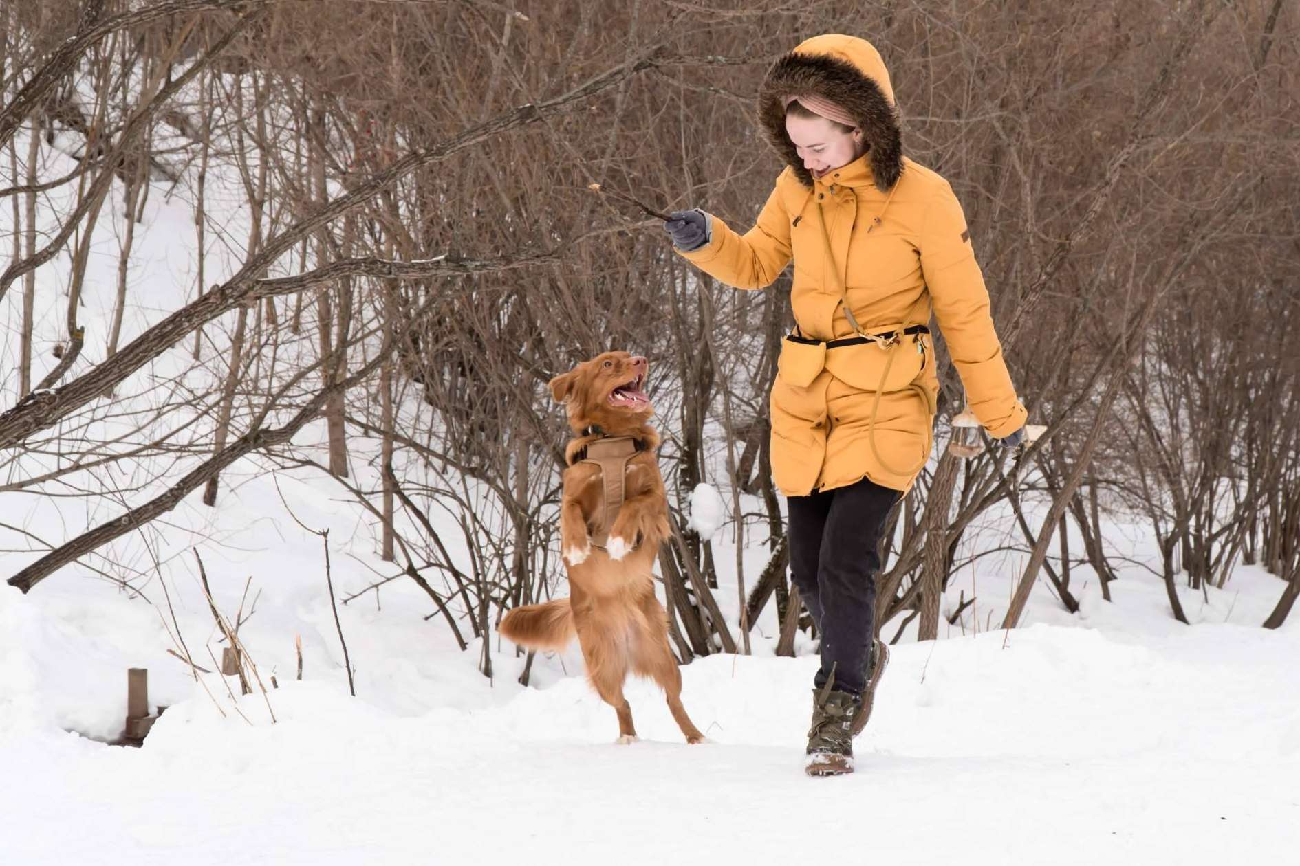 LovePets sobre los cuidados que requieren los perros de cara el invierno