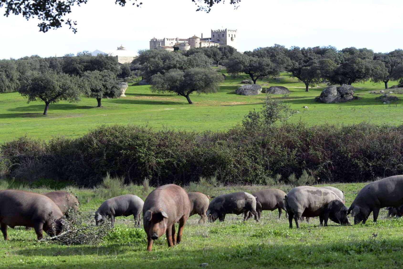 Calidad en manos de Don Ibérico y su jamón ecológico