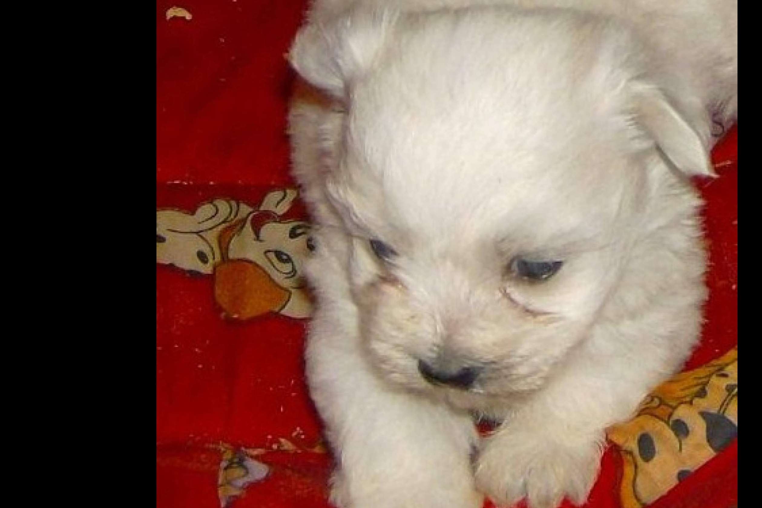 El criadero cachorros, El Mundo del Cachorro, ofrece la compra legal y autorizada de caninos