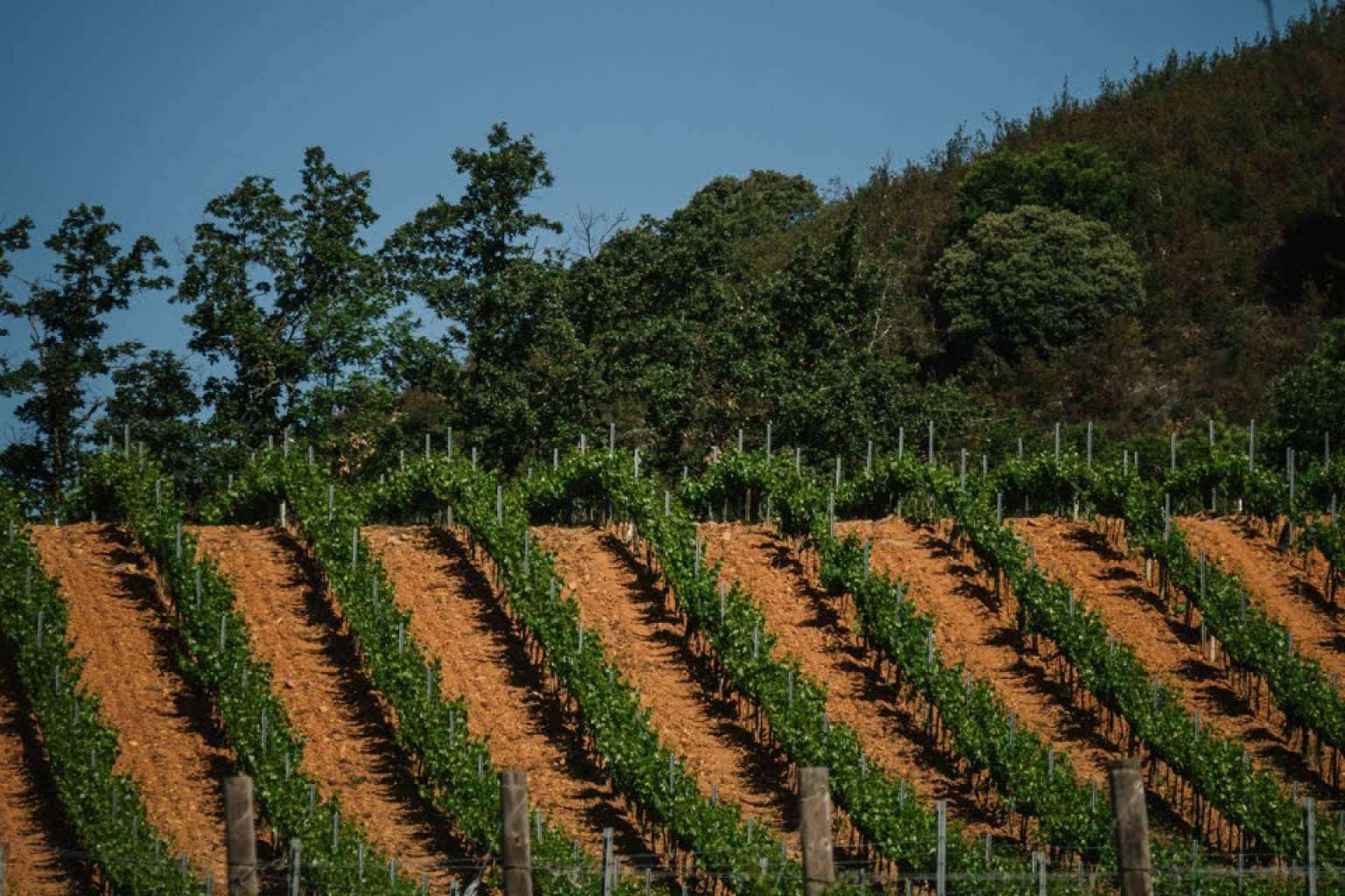 Agencia de comunicación en el mundo del vino