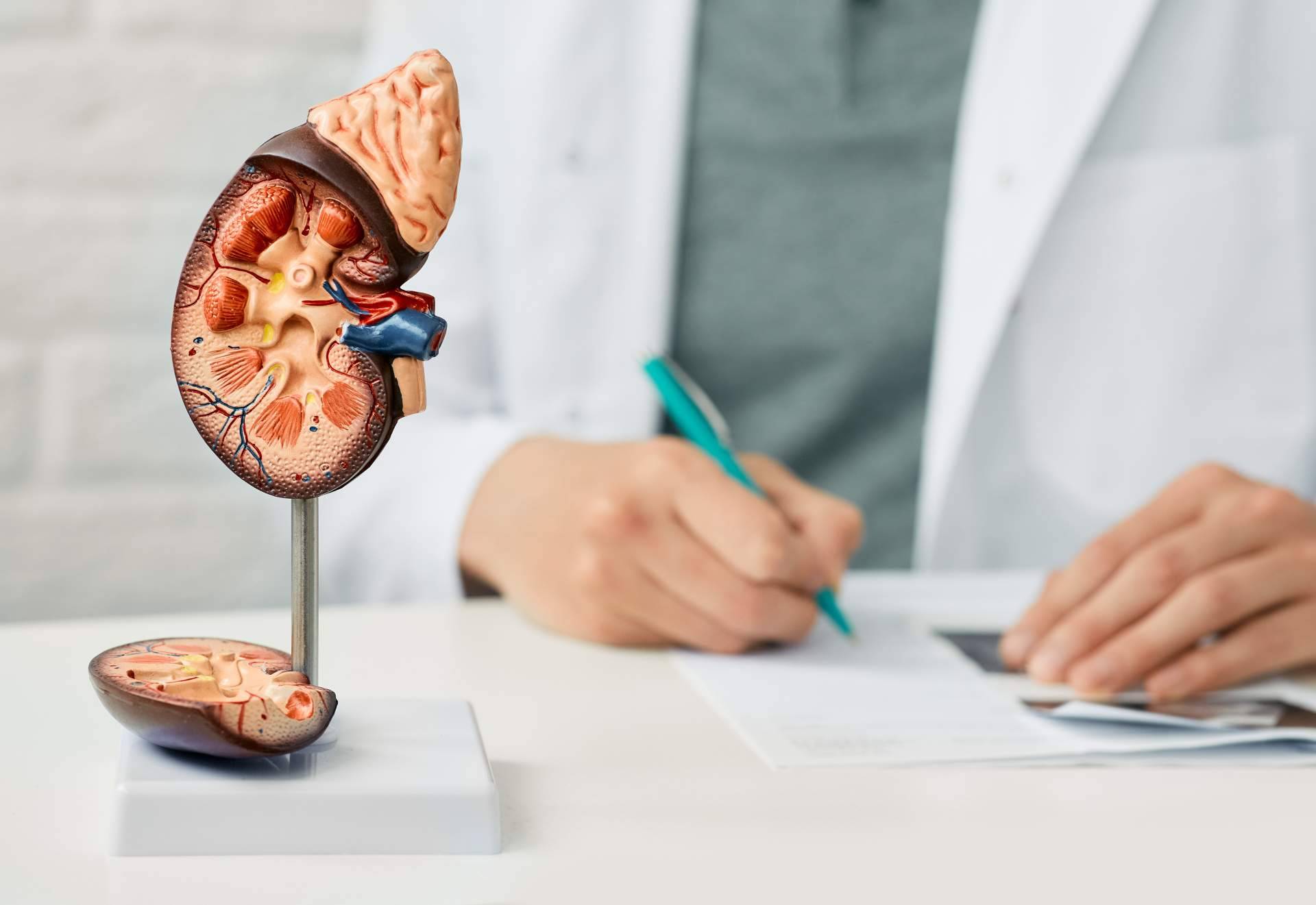 Diaverum recalca la importancia del cuidado de los riñones