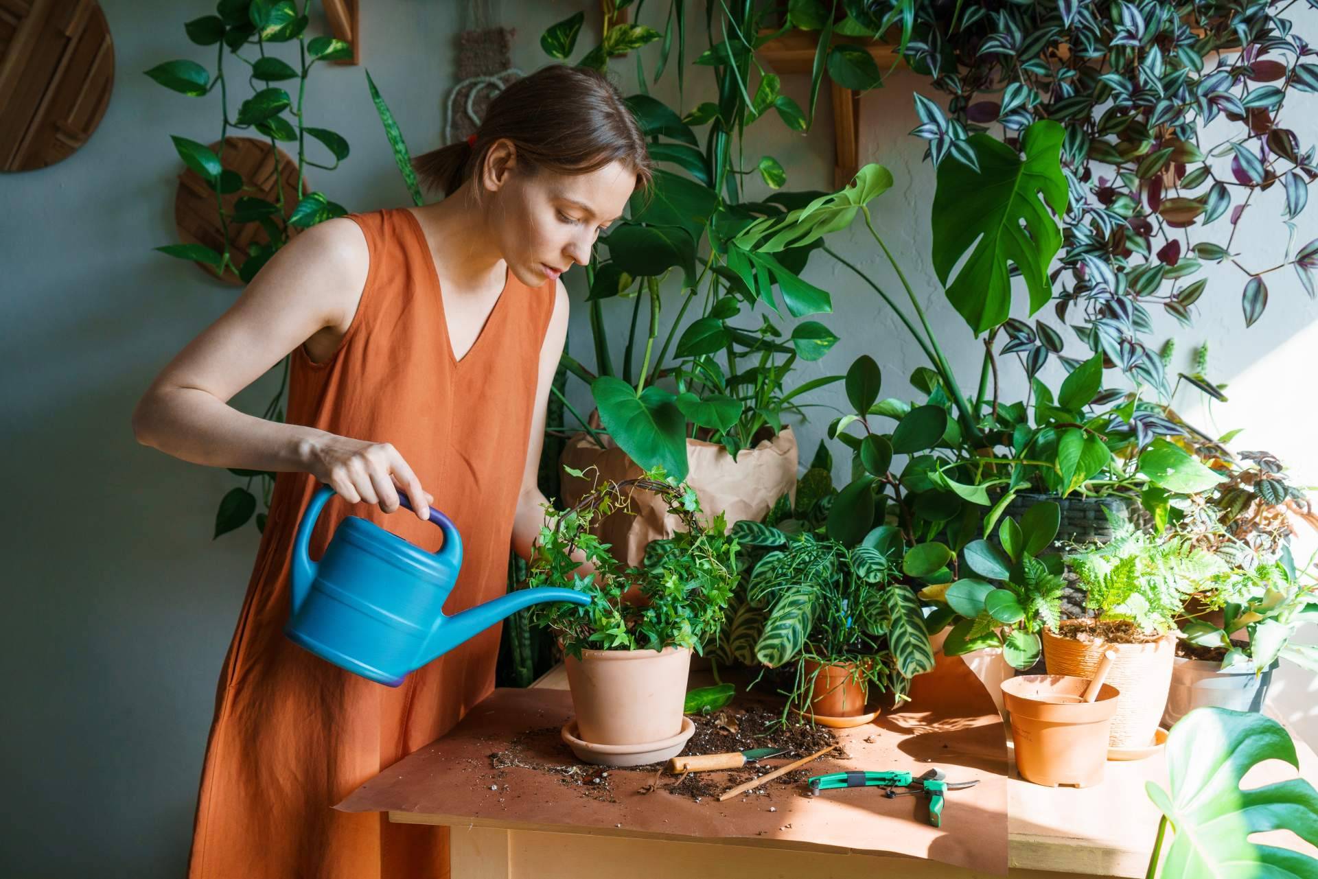 ¿Cómo se debe realizar el cuidado de plantas en verano?, por Rosistirem