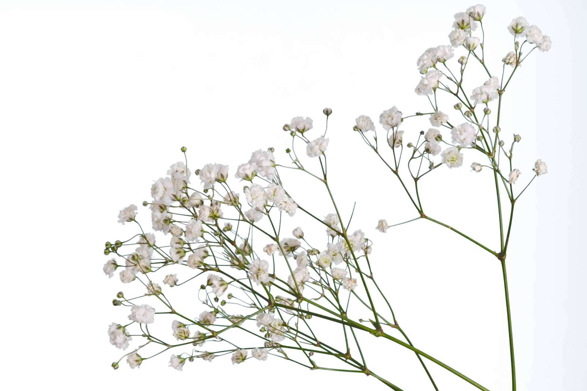 Rosistirem, ¿Por qué la paniculata blanca es una de las flores favoritas?