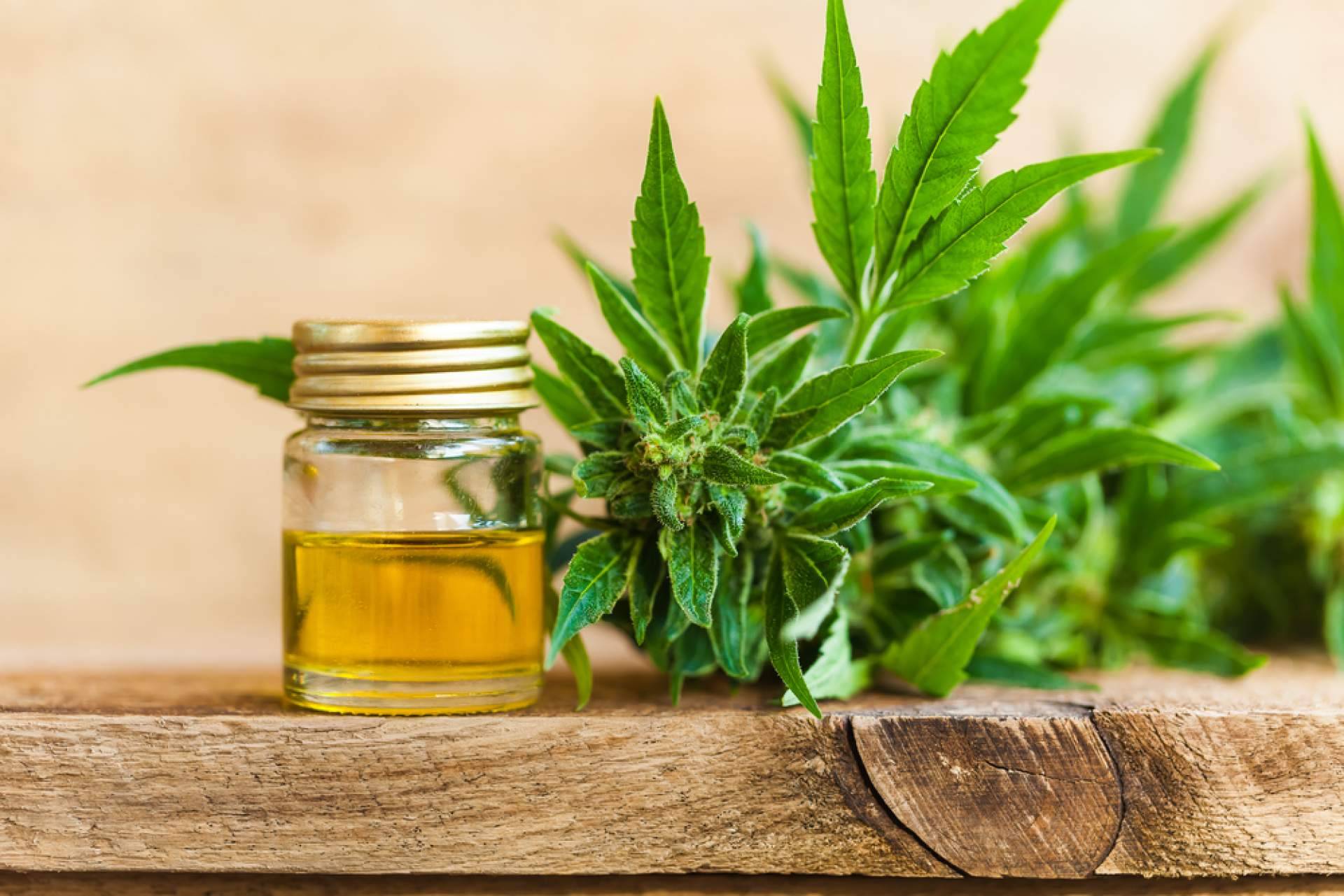 HerbieSeeds es una de las marcas líderes en la venta de semillas de marihuana en España