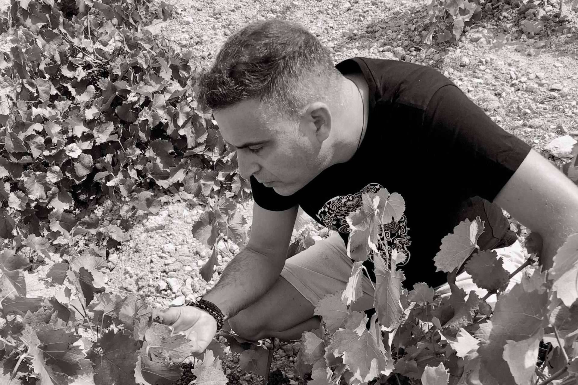 Descubrir la esencia de la uva Monastrell con DEMUERTE WINES