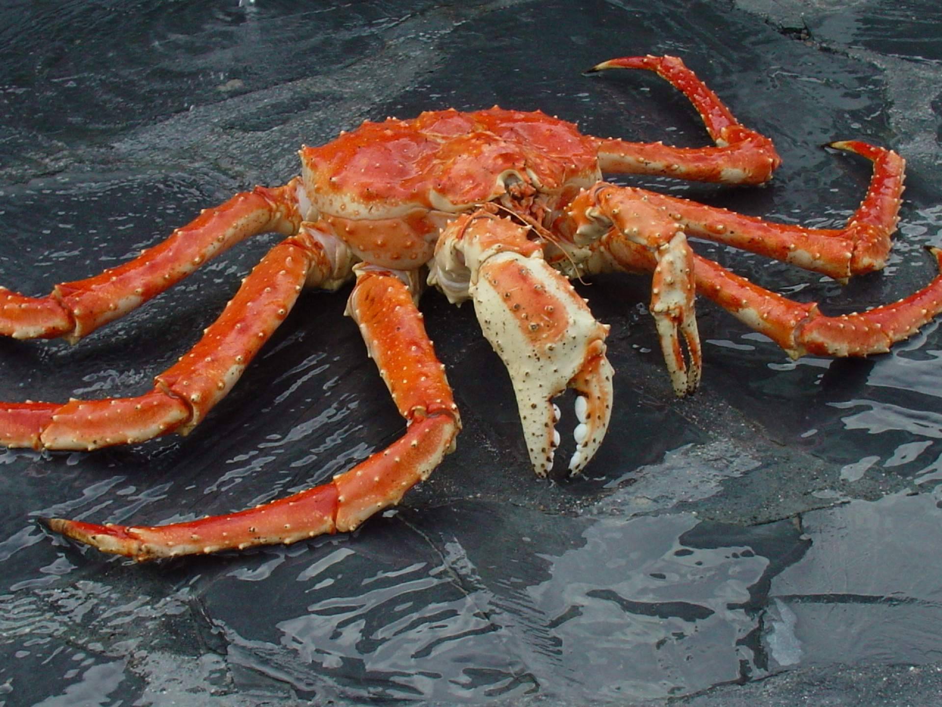 CHATKA, el auténtico cangrejo real rojo, puro sabor gourmet