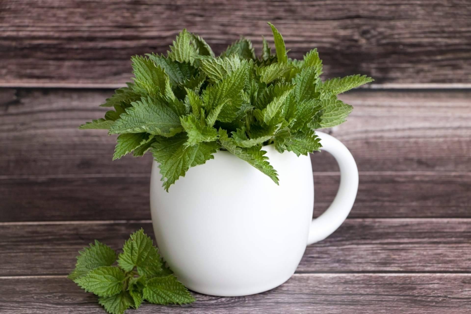 ¿Dónde encontrar una infusión de ortiga ecológica que aporta energía y buenas vibras? WOW de Sientea