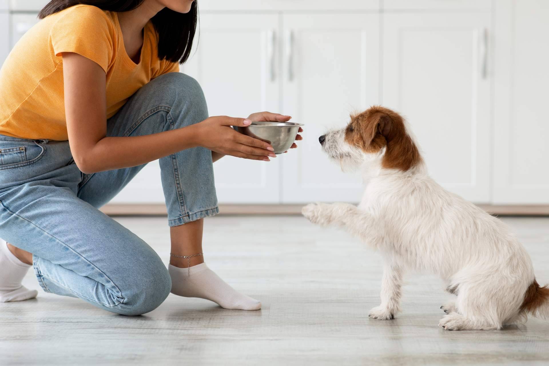 Alimentación balanceada para mascotas con Dogfy Diet