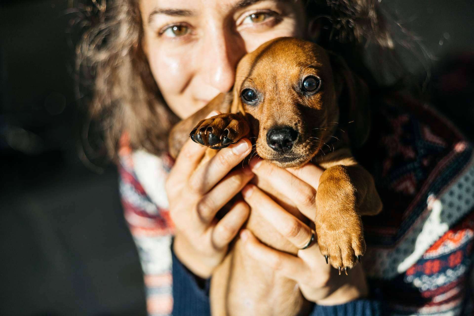 Mascotas Adopción, el proyecto que buscan un hogar para las mascotas en adopción