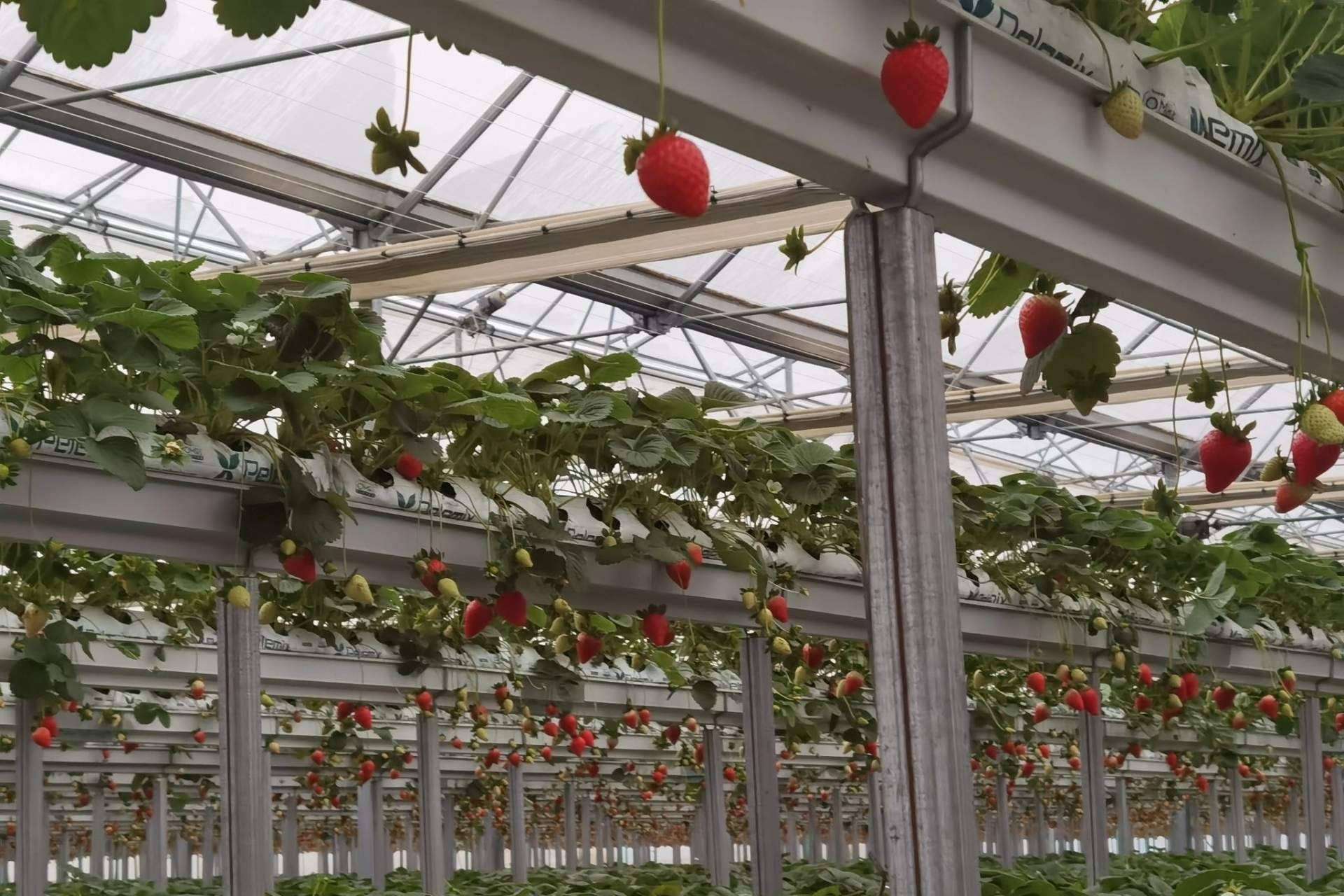 Innovación en la agricultura de la mano de Pelemix