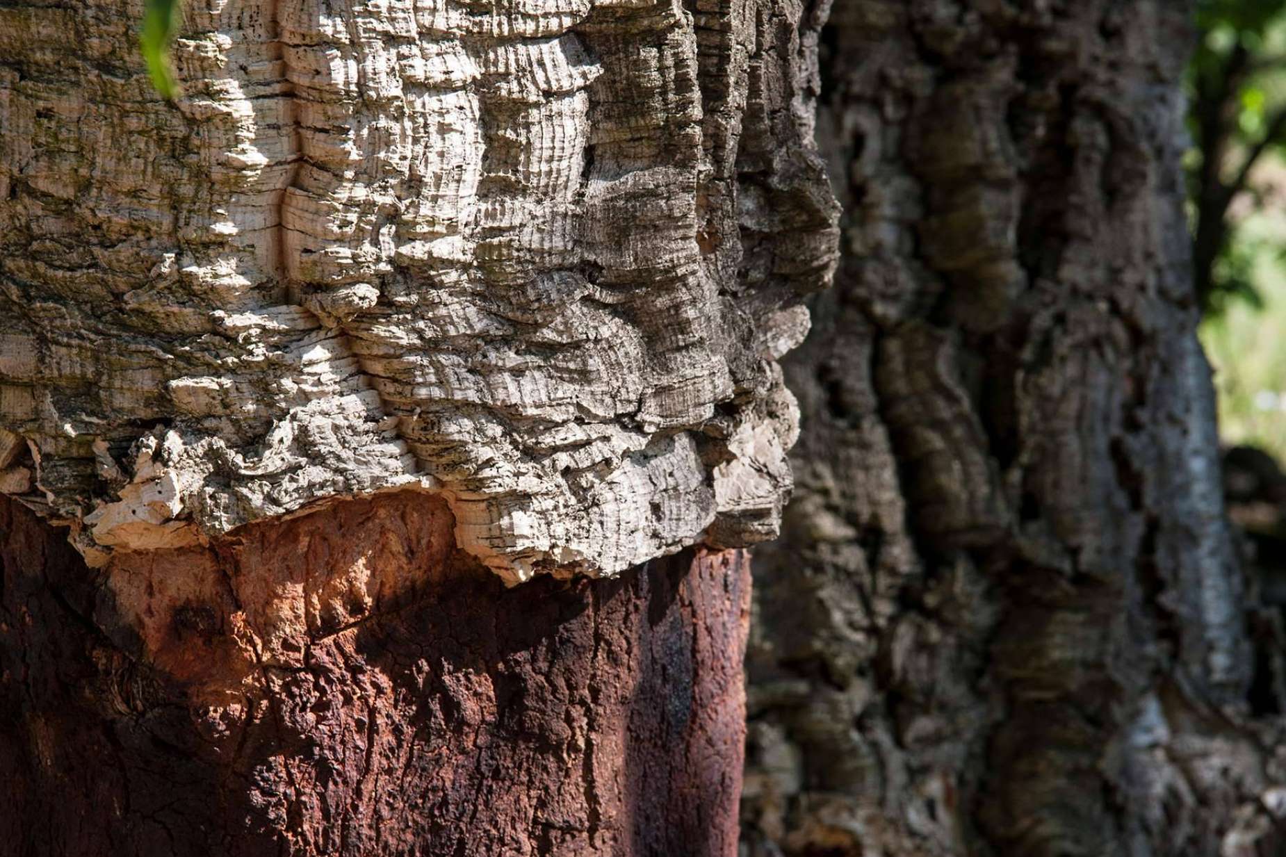 Construcción ecológica, elegante e innovadora con los paneles sandwich de Caliplac