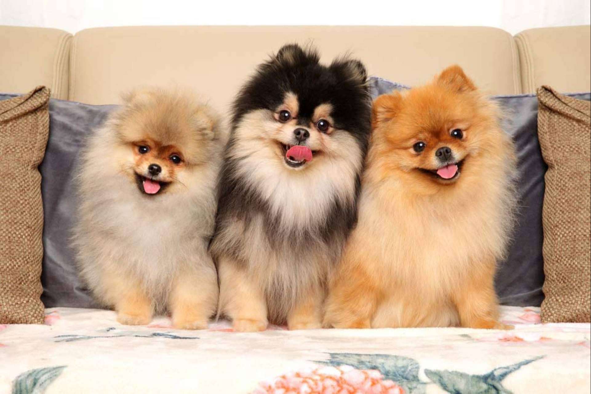 Dogfy Diet ofrece una guía completa sobre la raza de perro Pomerania
