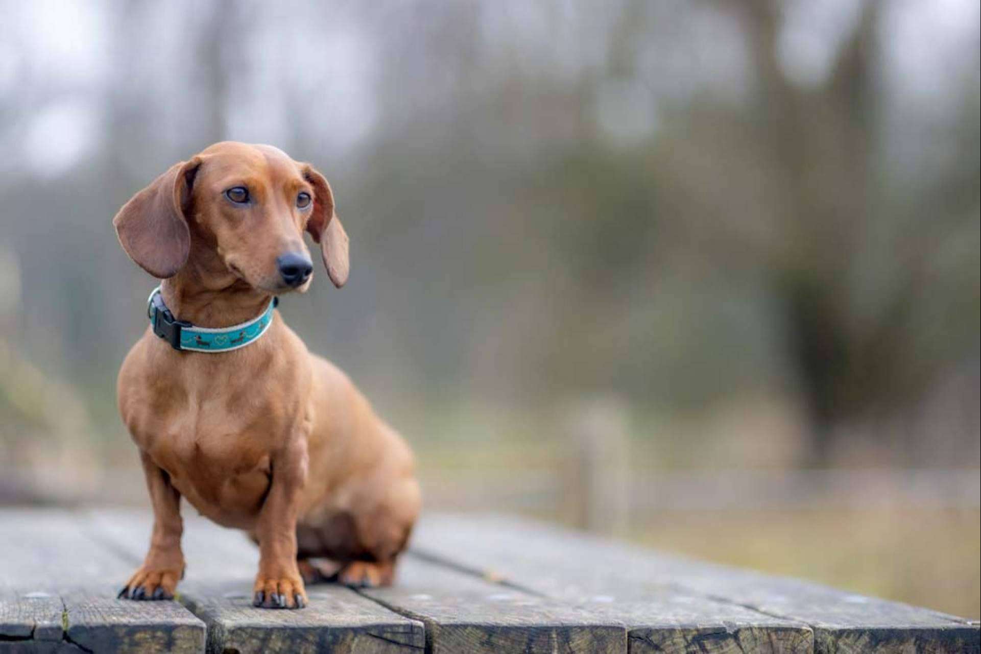 Alimentación recomendada para la crianza de un perro salchicha, por Dogfy Diet