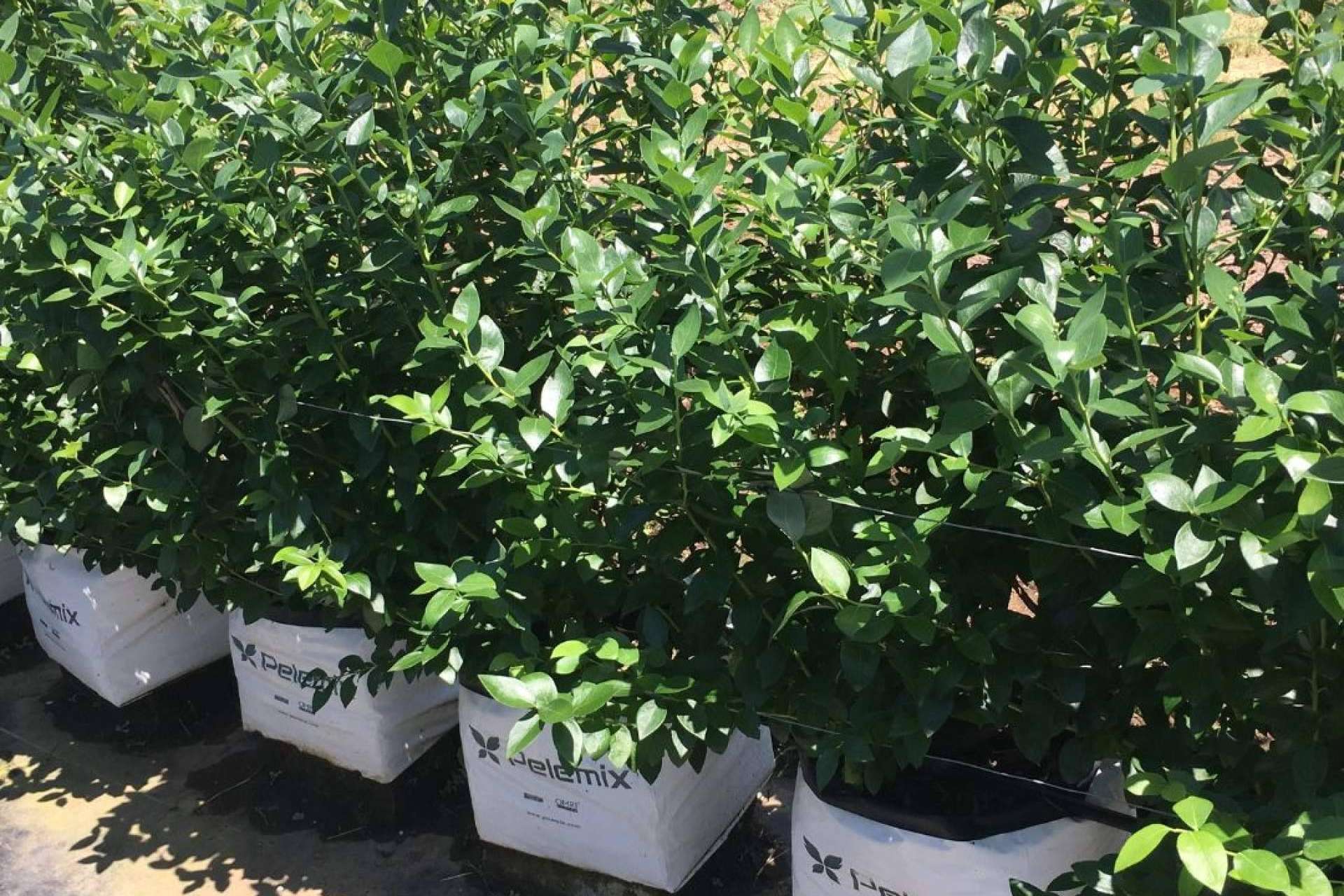 Pelemix apuesta por los Open Tops para aumentar el cultivo hidropónico de arándanos