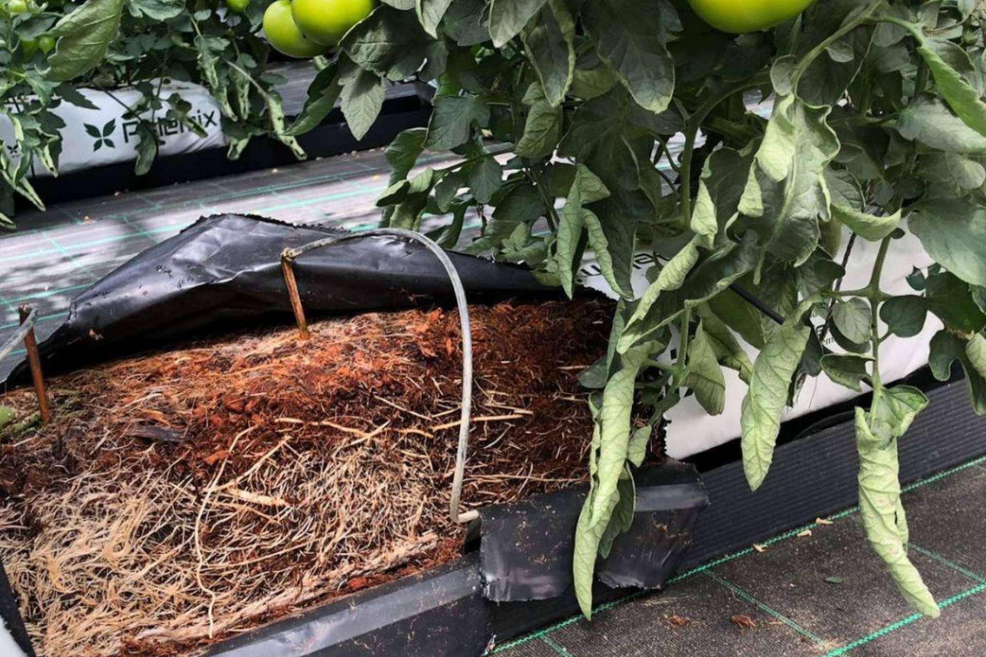 Las Grow Bags de Pelemix son una solución versátil y de calidad para cultivar tomates todo el año