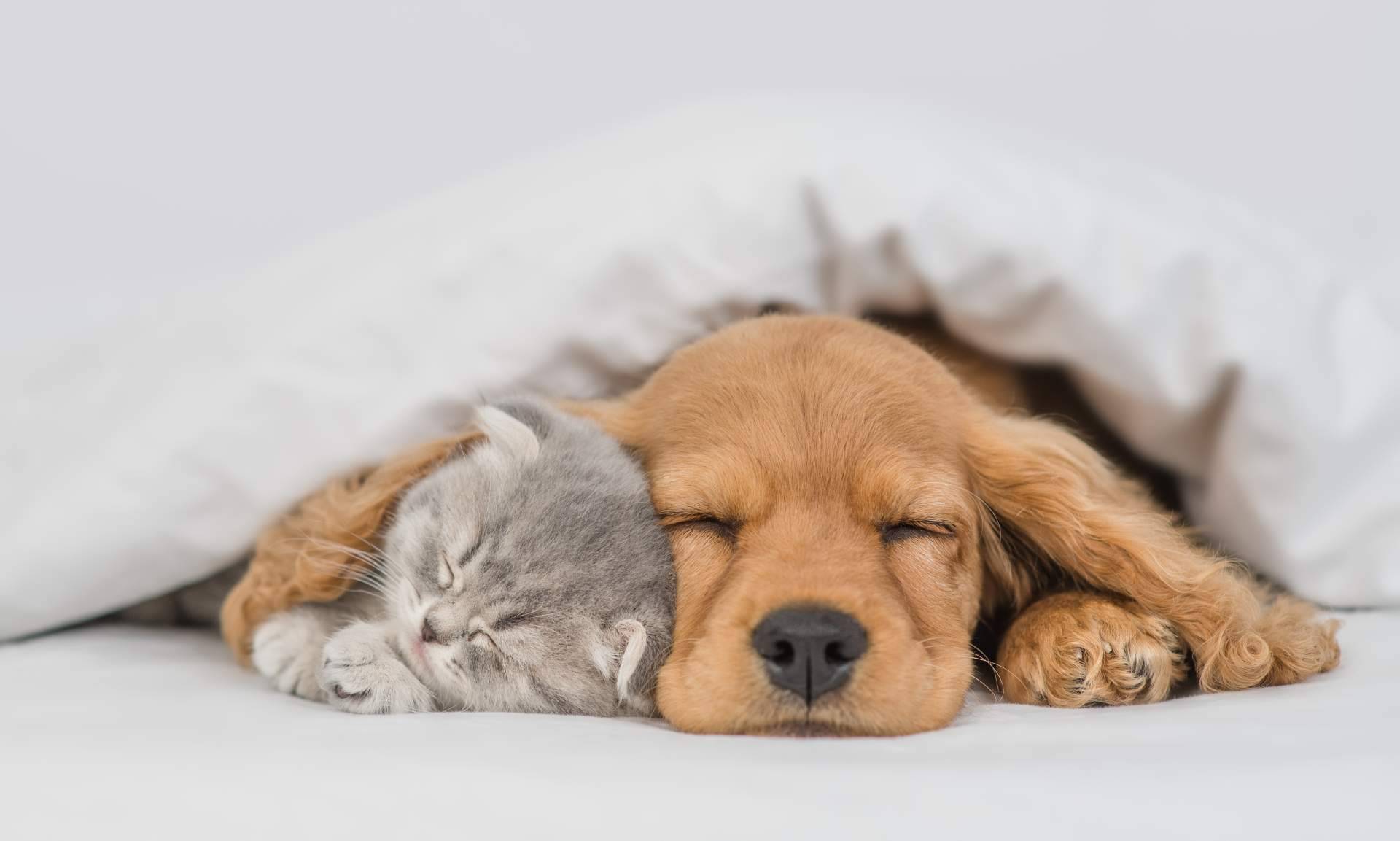 El Plan Starter de Clínica Veterinaria Jeremías ofrece acceso a servicios veterinarios durante el primer año de vida