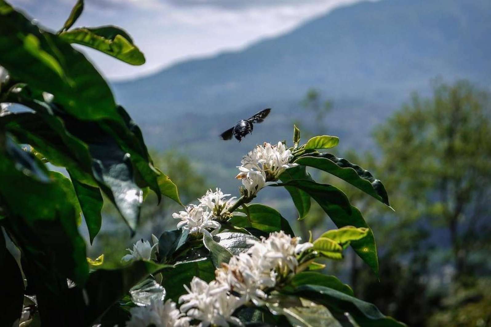 El Café Catuai, un tesoro que revoluciona la industria del café de lujo