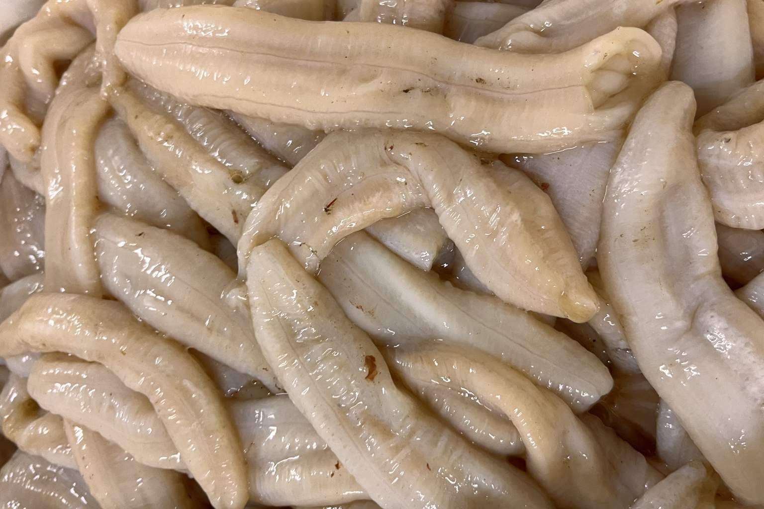 Espardeñas del pepino de mar en oferta con Farodapalloza