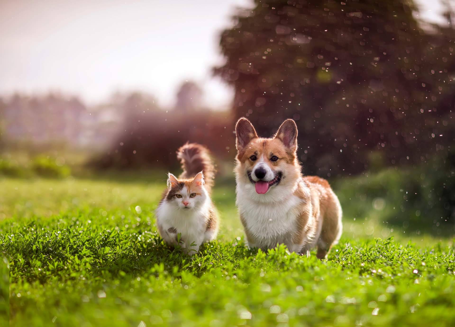 Alimentación especializada para mascotas con necesidades especiales