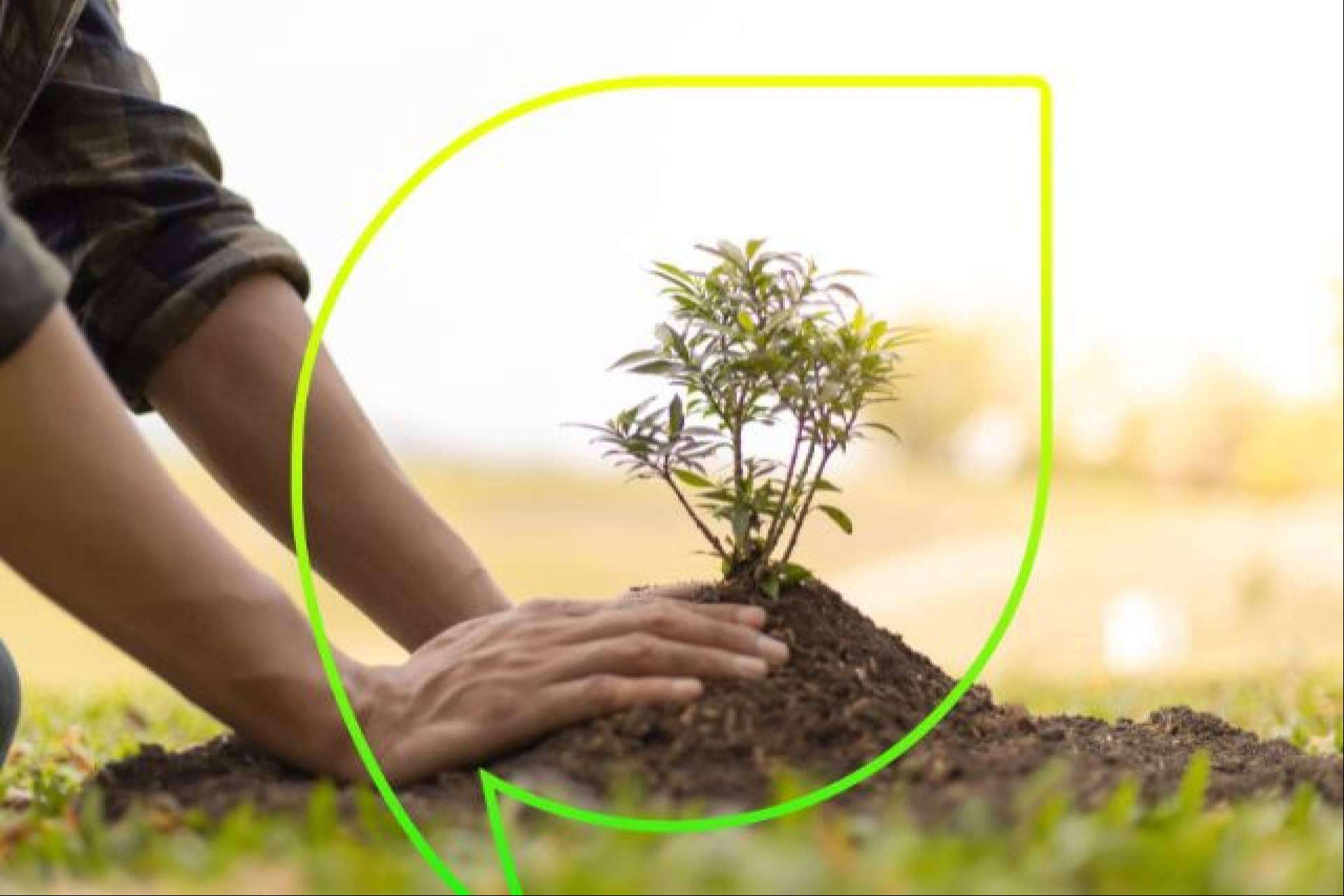 EccoForest; Sembrando un futuro más verde con más de 4.000 árboles plantados