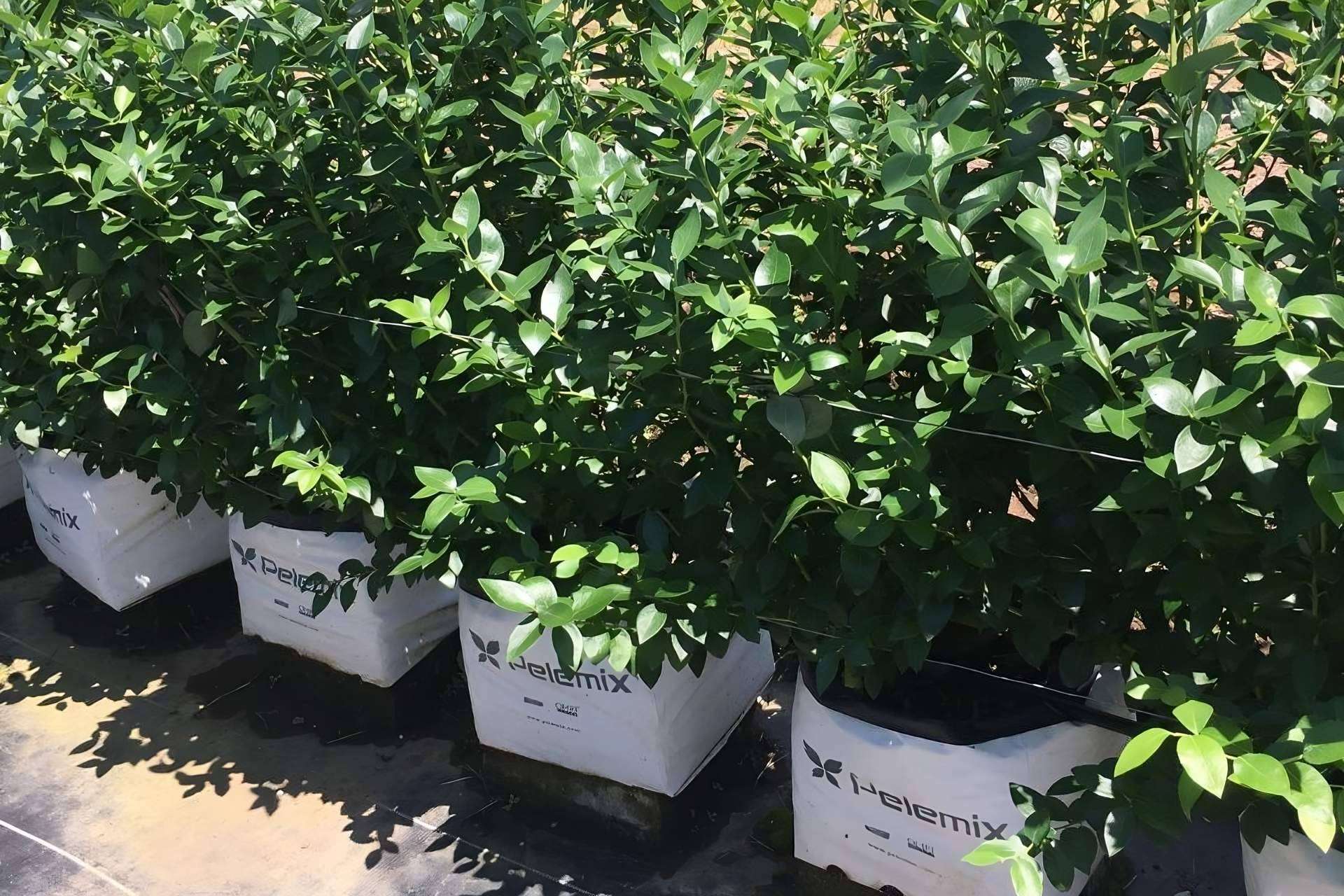 Pelemix impulsa el rendimiento sostenible del cultivo de arándanos con soluciones de sustrato de coco de alta calidad