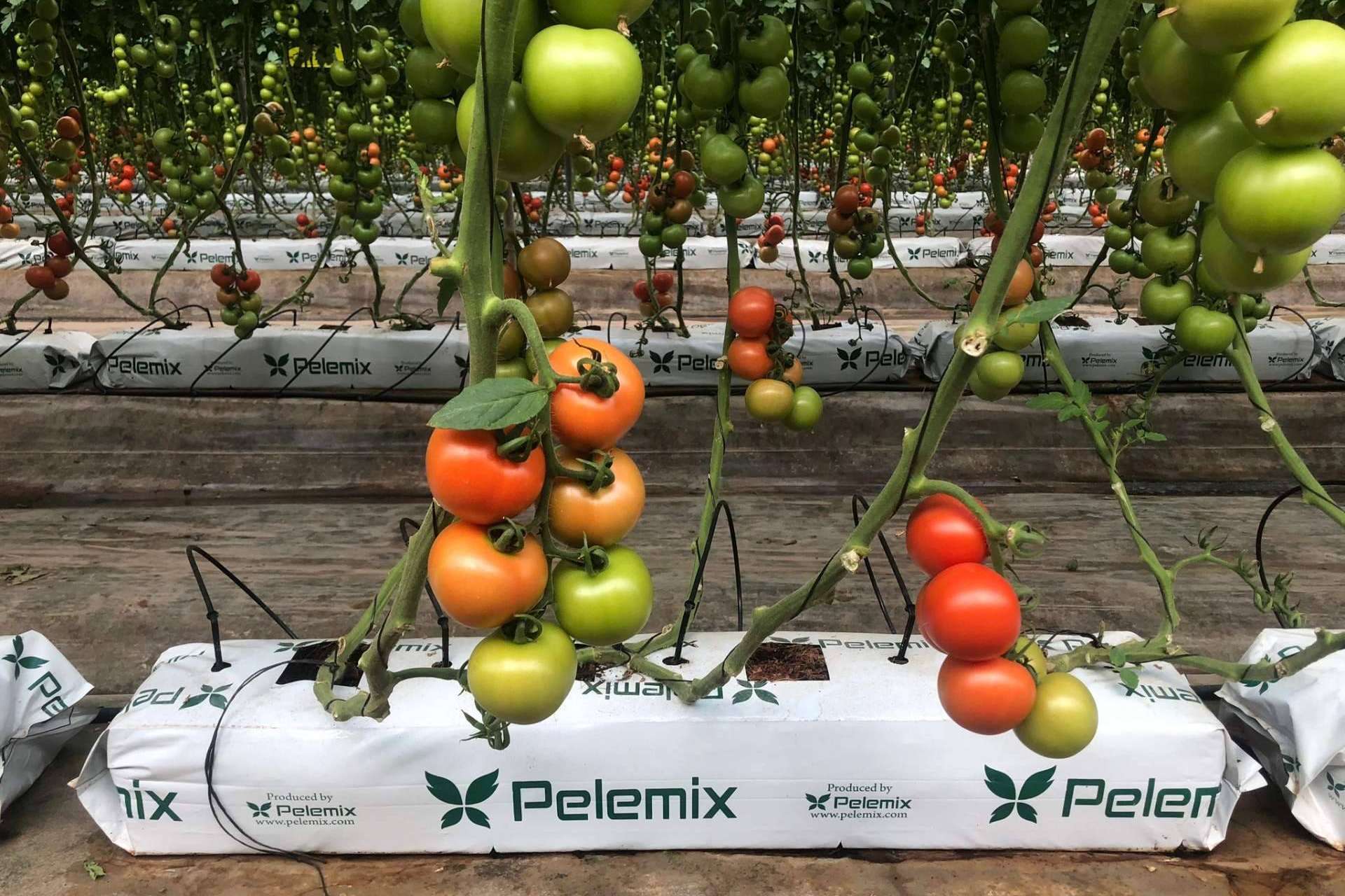 Ventajas del uso de sacos de fibra de coco para el cultivo del tomate10
