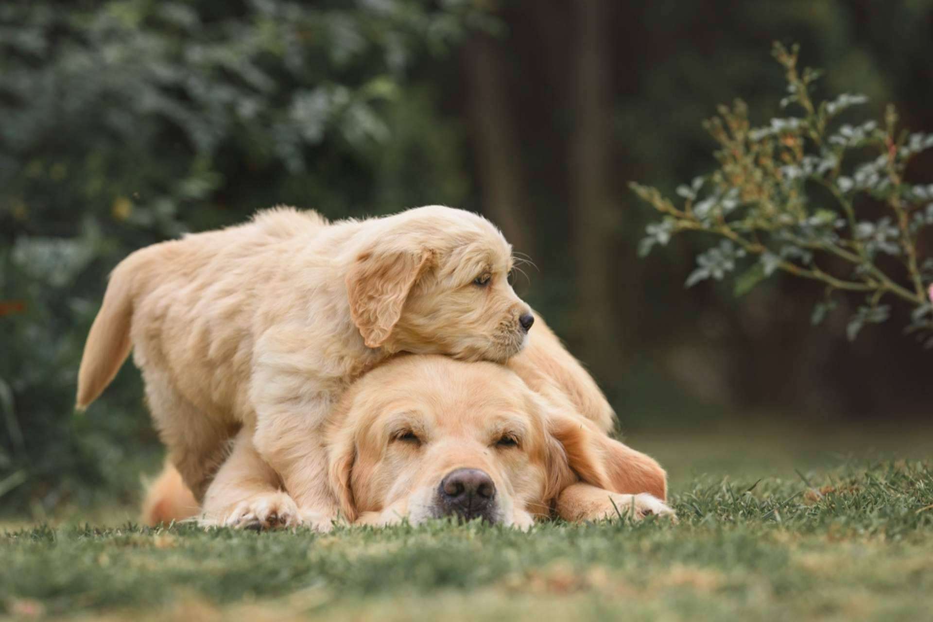 Comida natural para cachorros, Dogfy Diet se especializa en menús caseros y saludables