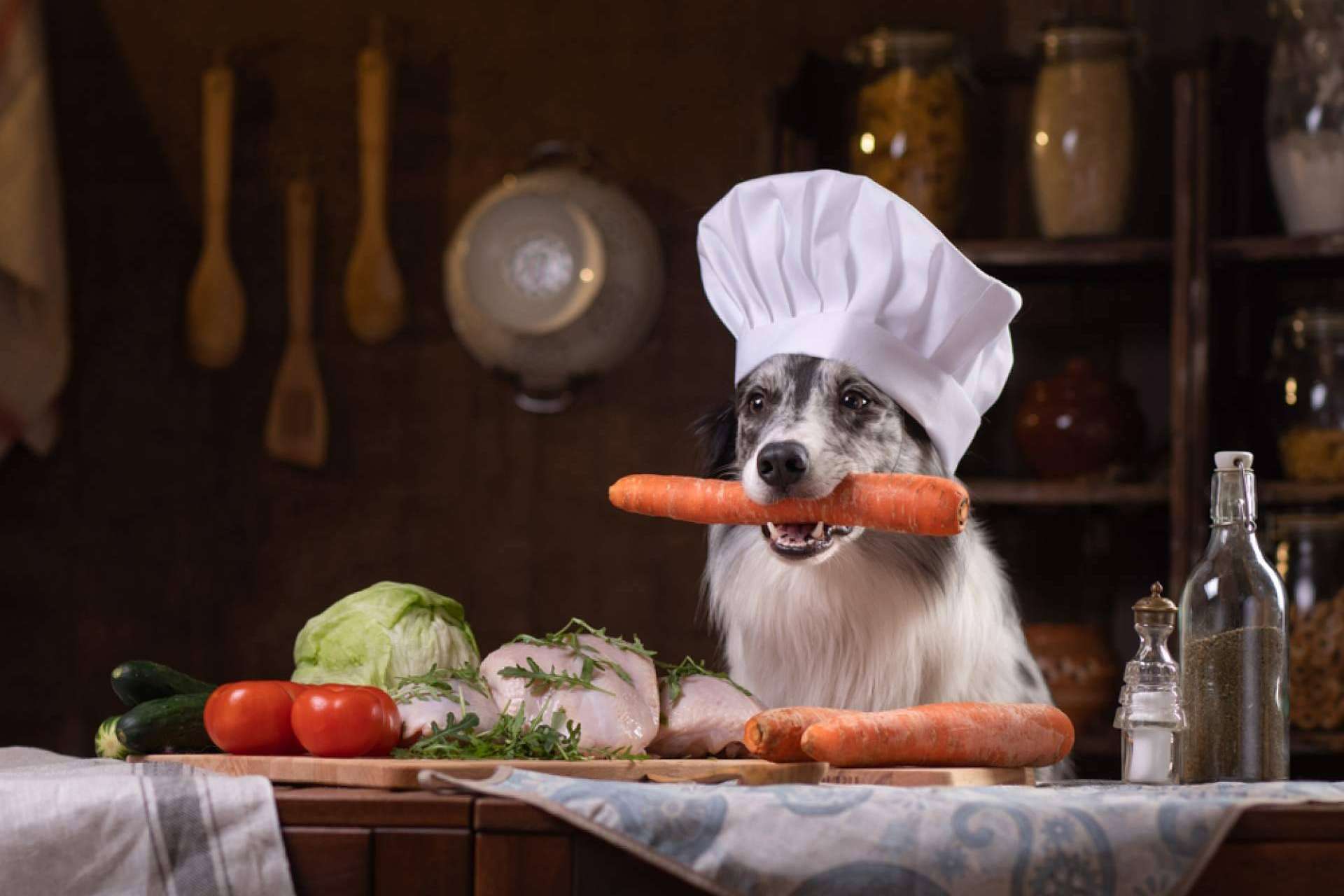 Dogfy Diet ofrece dietas especializadas para apoyar a perros con enfermedades crónicas y renales