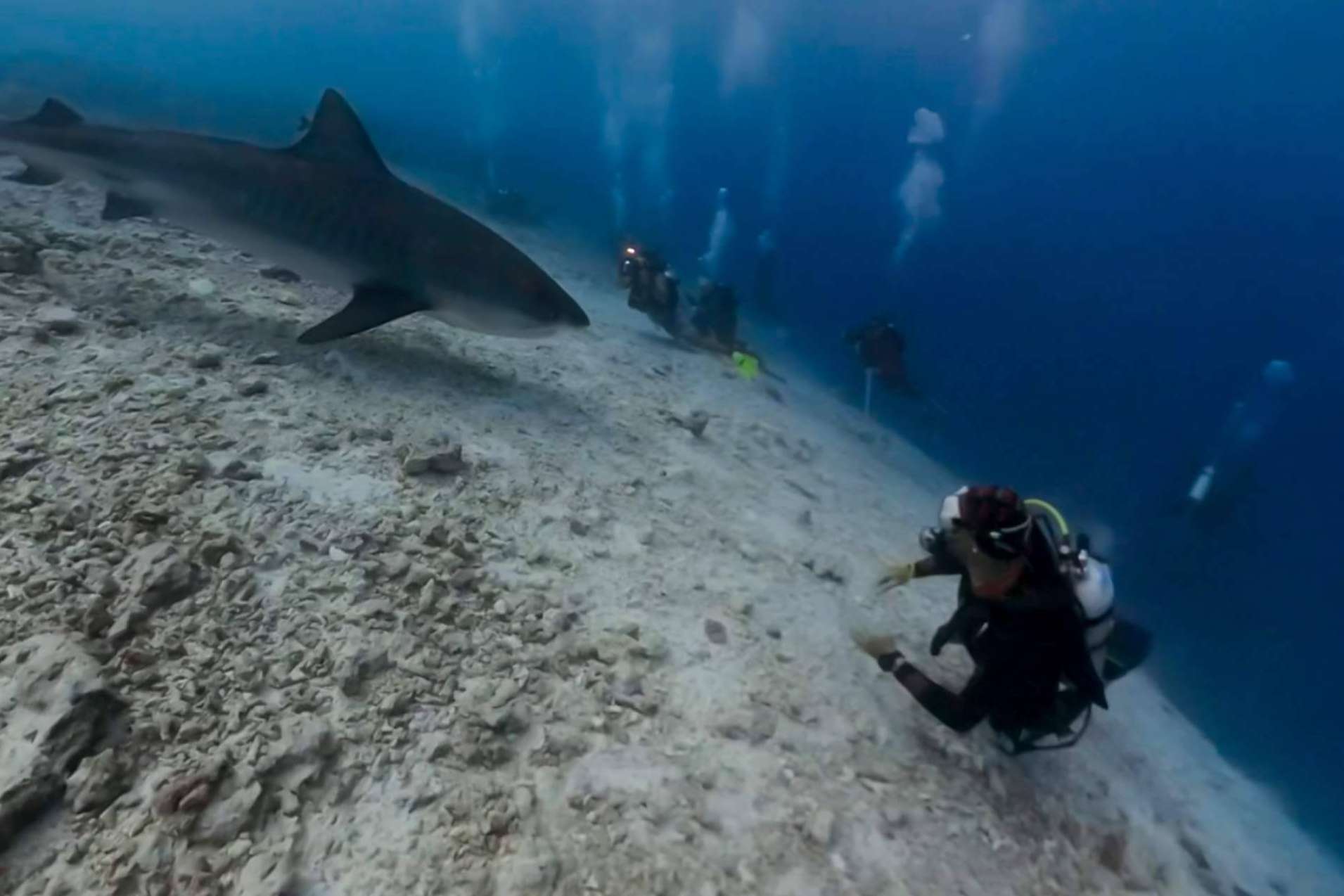 Por qué Rasdhoo y Fuvahmulah son epicentros del buceo en Maldivas