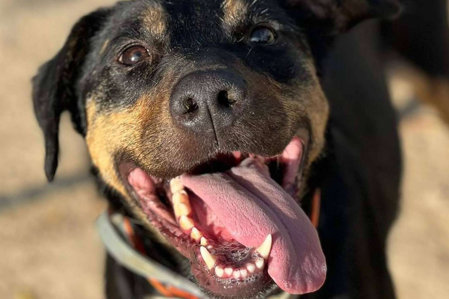 SOS Salvando Vidas España, una esperanza para los animales en situación crítica